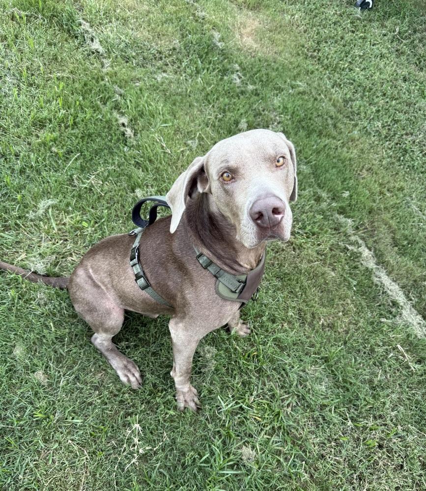 Enlarge Ringo, a Adoptable mixed breed in Dallas, TX image 6/6