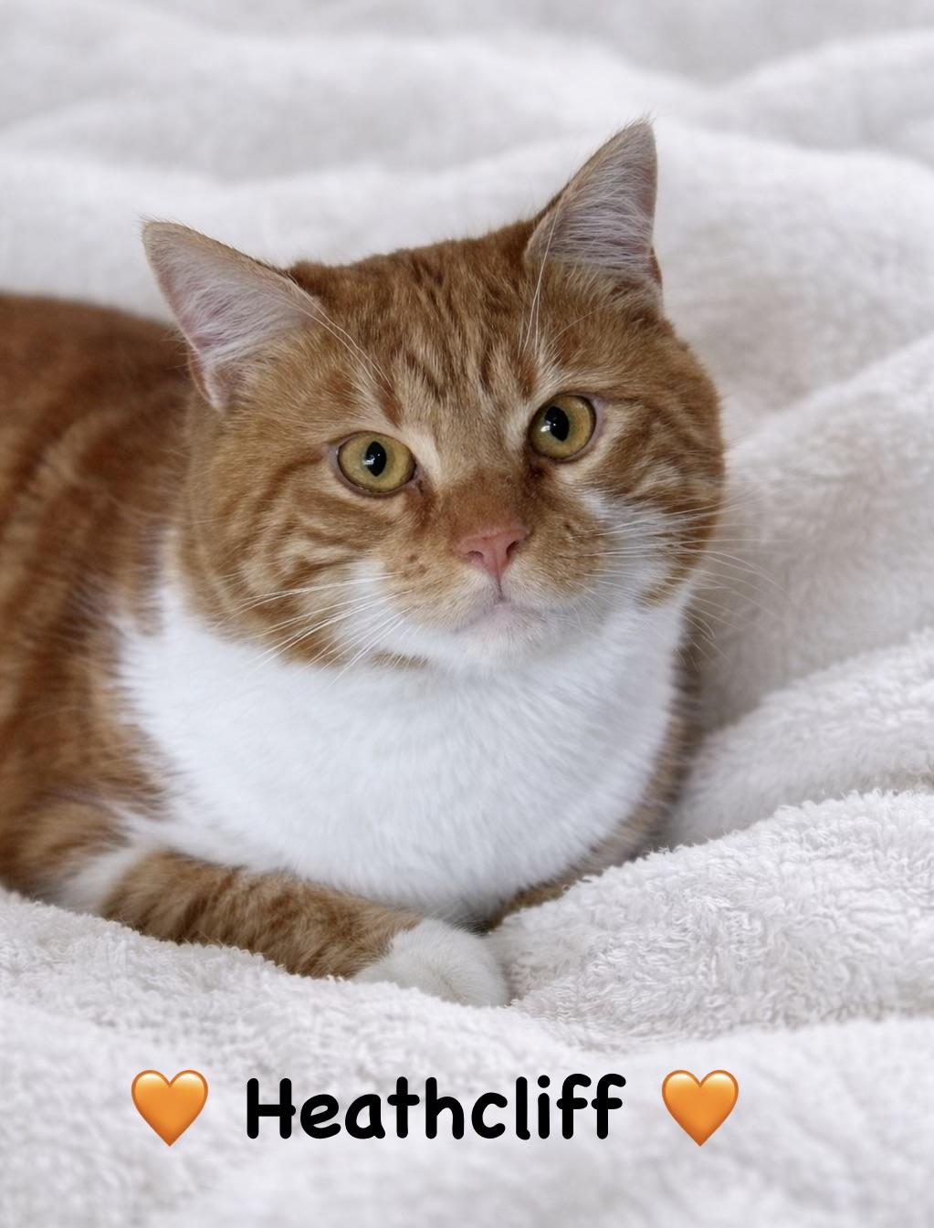 Enlarge Heathcliff, a ADOPTABLE Domestic Short Hair in Copley, OH image 1/2