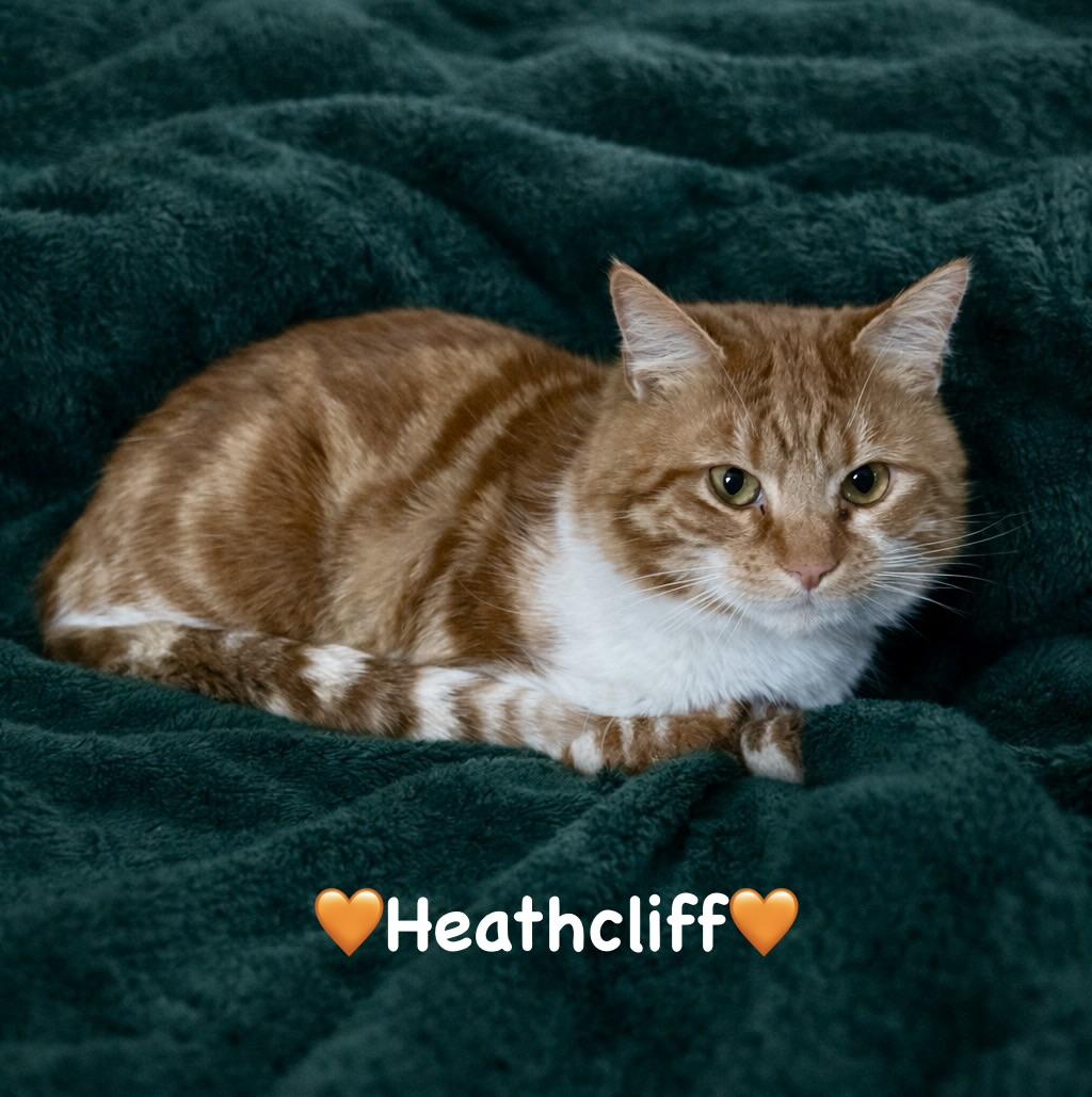 Enlarge Heathcliff, a ADOPTABLE Domestic Short Hair in Copley, OH image 2/2