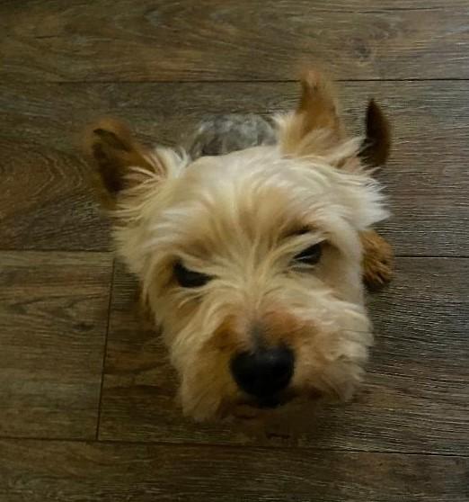 Corey - ADOPTION PENDING photo 4