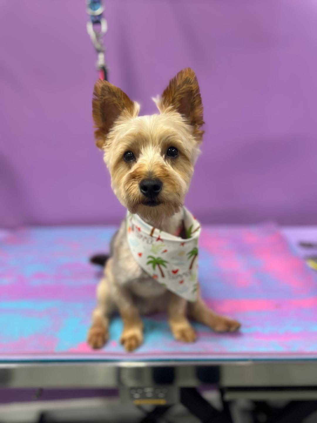 Corey - ADOPTION PENDING