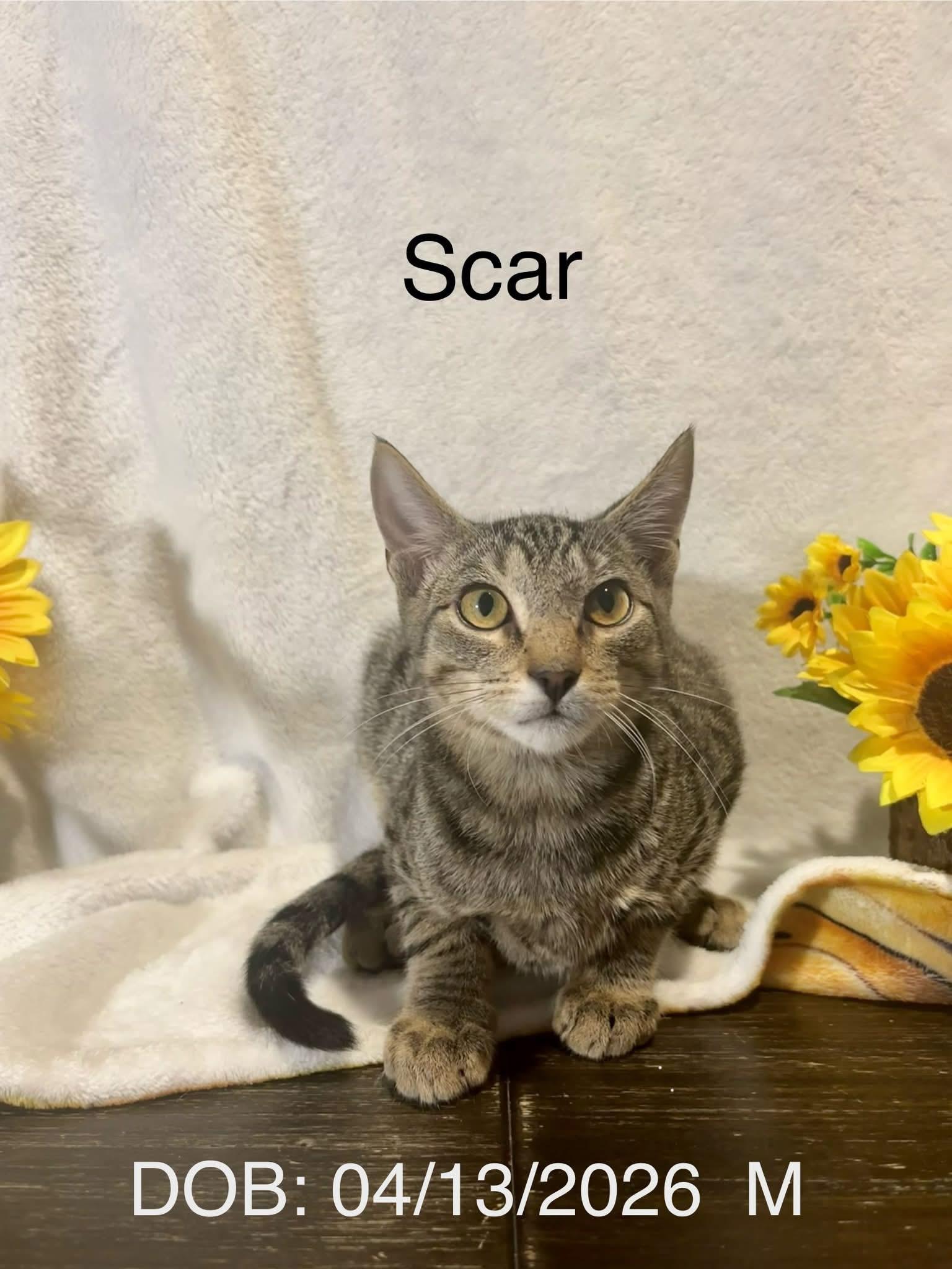 Scar, ADOPTABLE, Young Male Domestic Short Hair.