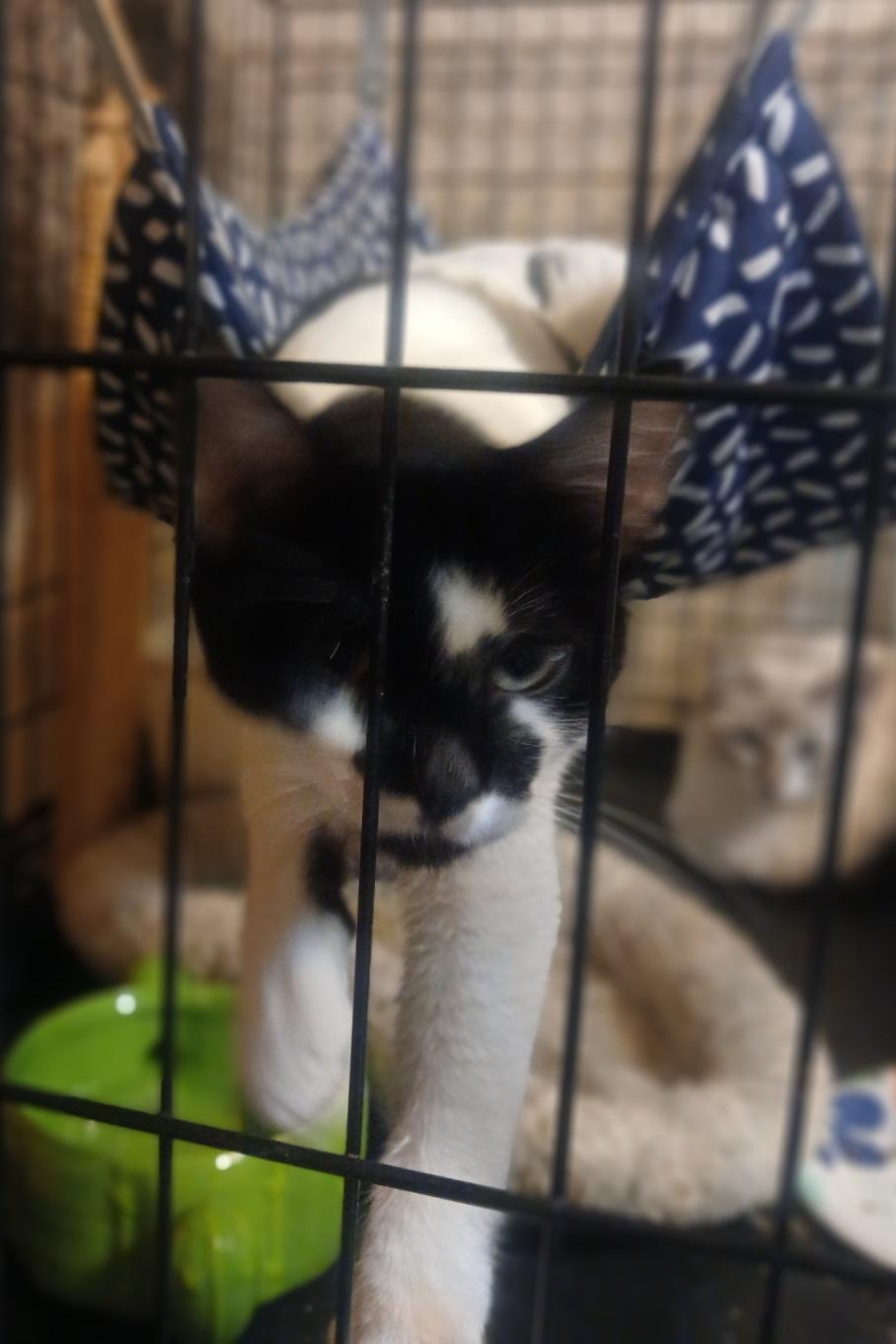 Enlarge 4761544 Will Play Fur You, a Adoptable Domestic Short Hair in Lees Summit, MO image 1/3