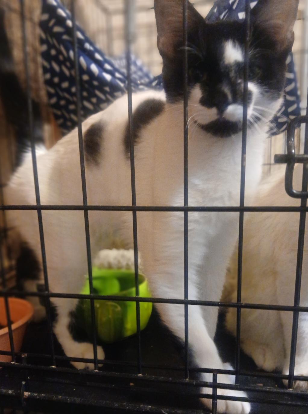 4761544 Will Play Fur You, Adoptable, Young Male Domestic Short Hair.