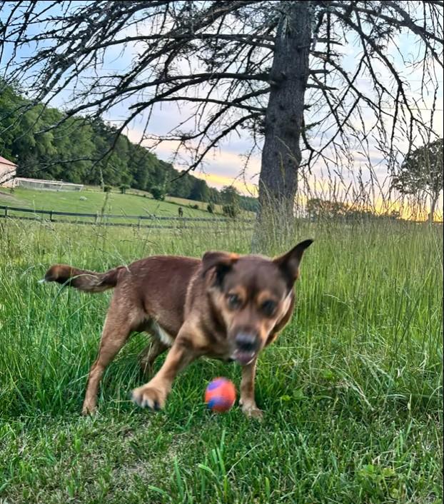 HEINZ, a ADOPTABLE mixed breed in Chapel Hill, NC image 1/6