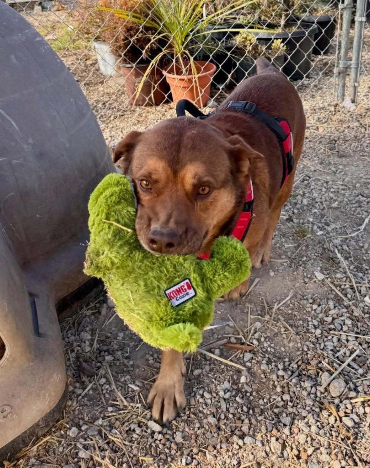 HEINZ, a ADOPTABLE mixed breed in Chapel Hill, NC image 5/6