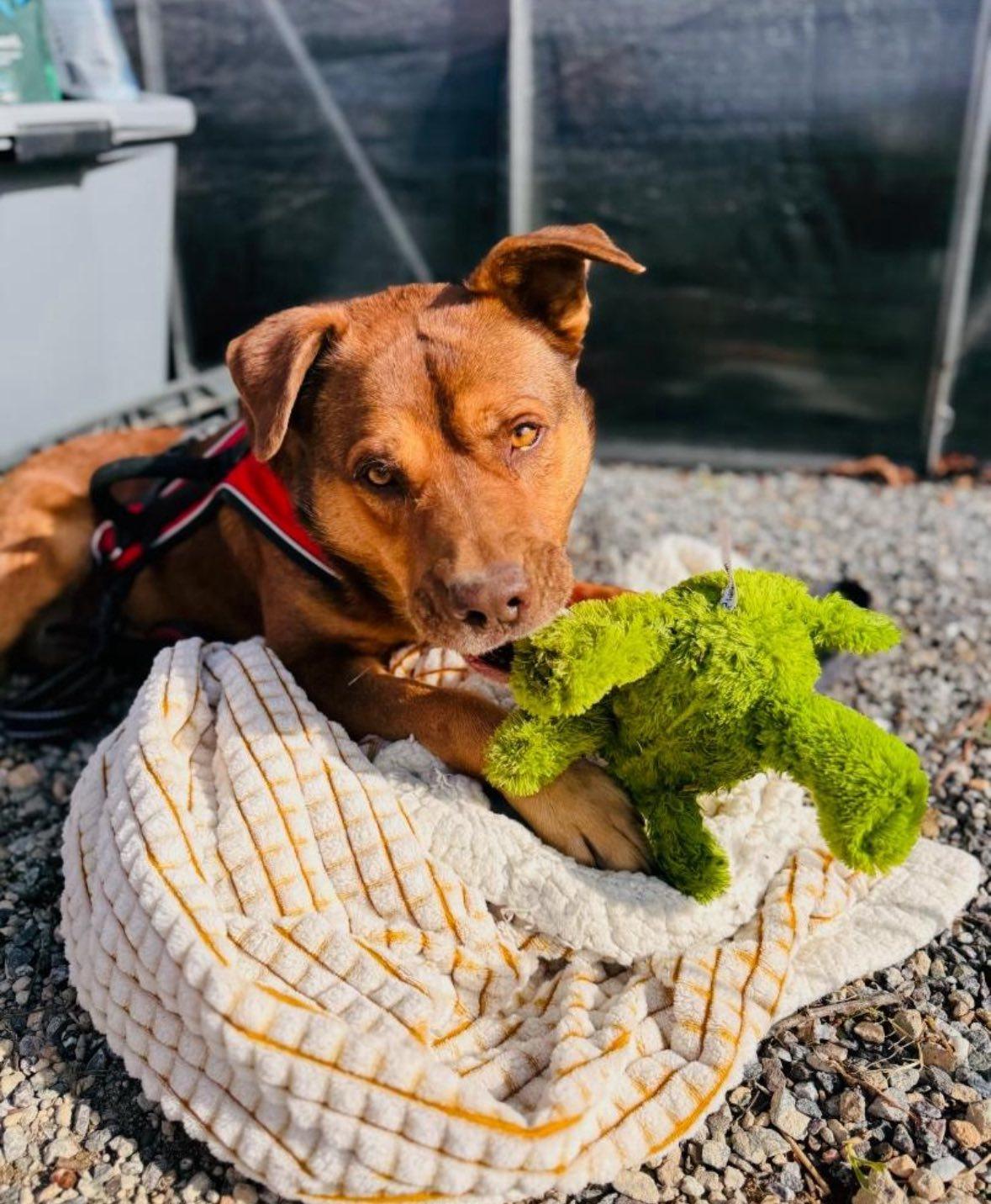 HEINZ, a ADOPTABLE mixed breed in Chapel Hill, NC image 4/6