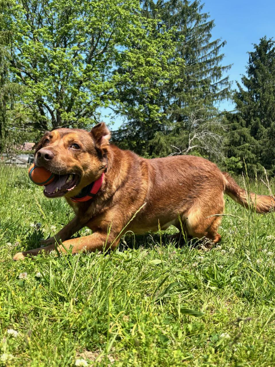 HEINZ, a ADOPTABLE mixed breed in Chapel Hill, NC image 2/6