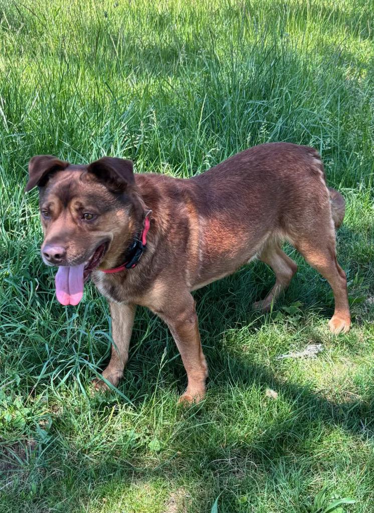 HEINZ, a ADOPTABLE mixed breed in Chapel Hill, NC image 3/6