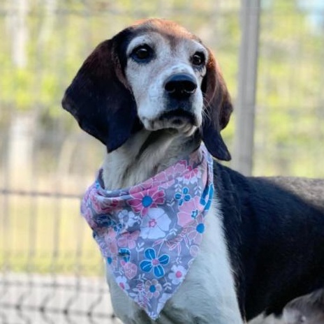 Molly Mae St Marys, Senior Female Beagle