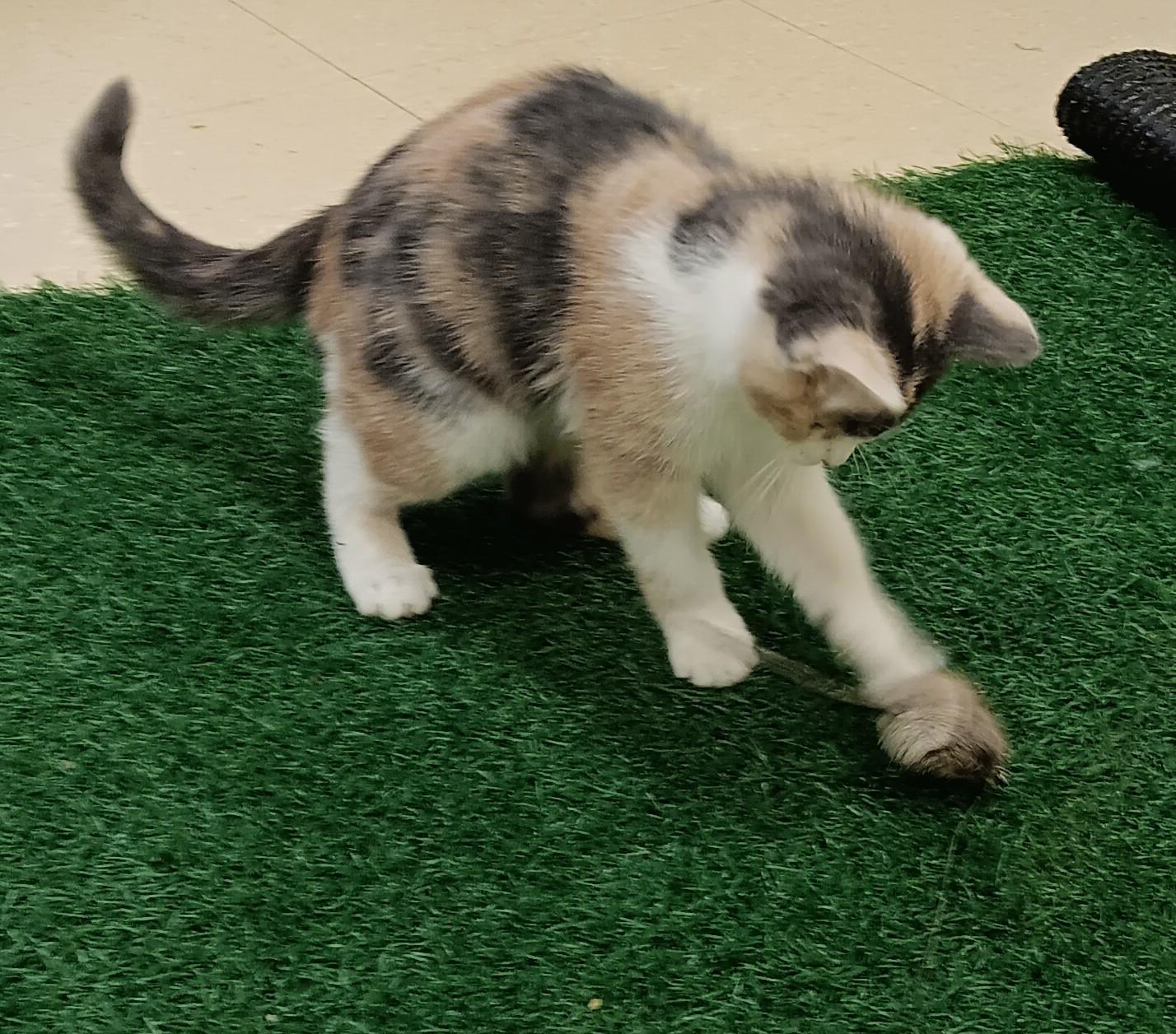 Pawla, a Adoptable Domestic Short Hair in Red Wing, MN image 1/2