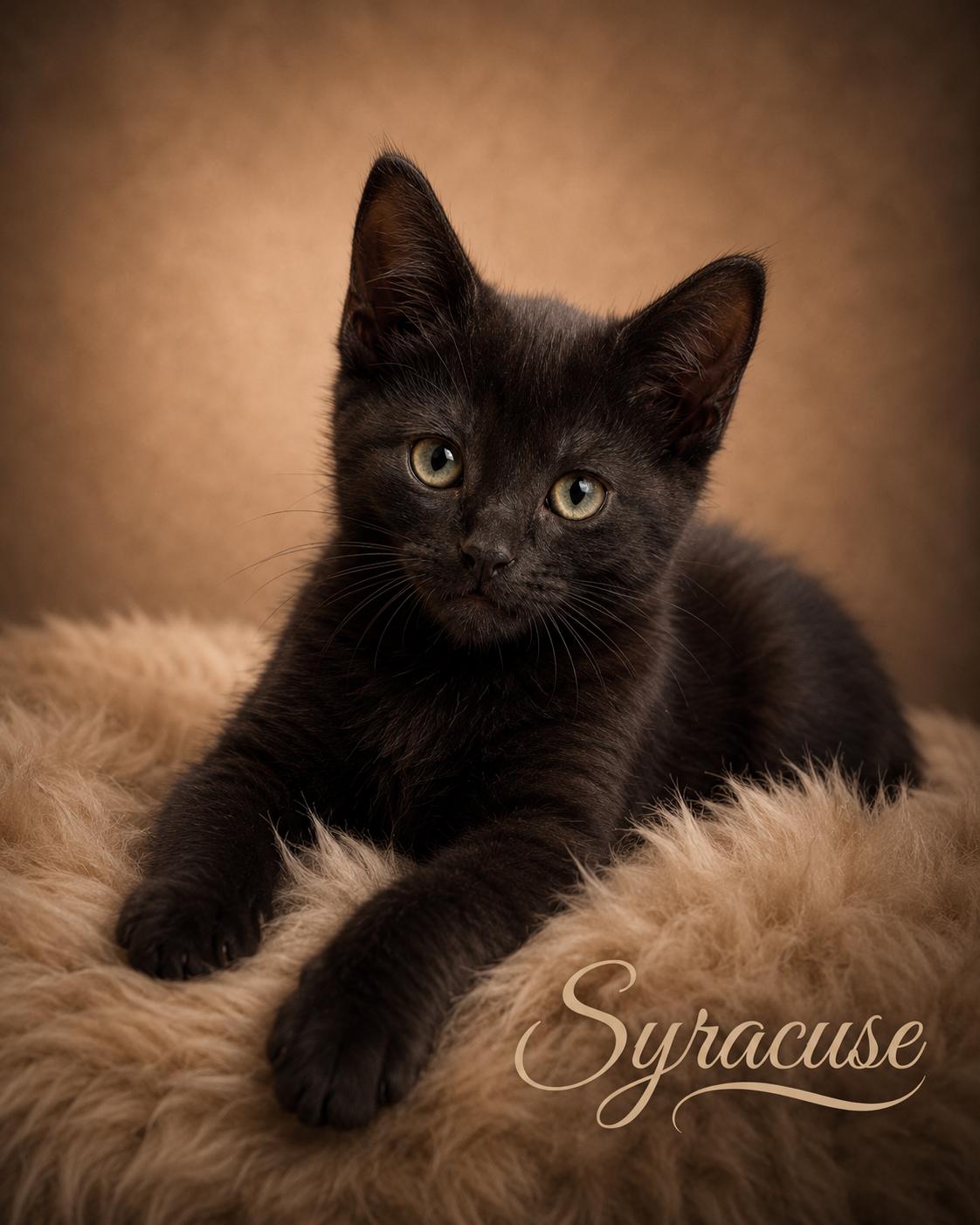 Syracuse, an adopted Domestic Short Hair in Houston, TX image 5/6