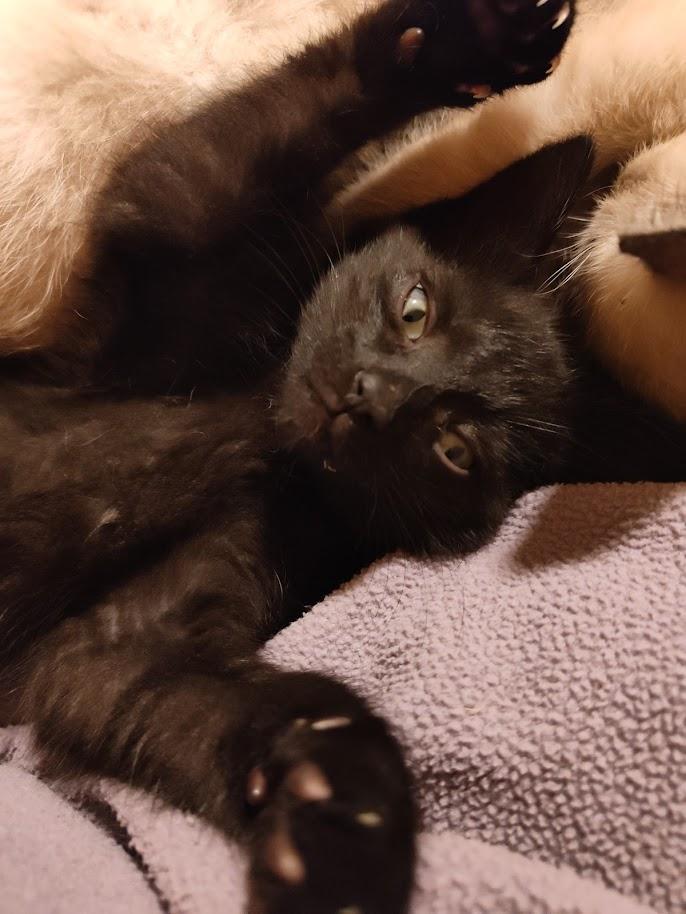 Syracuse, an adopted Domestic Short Hair in Houston, TX image 3/6