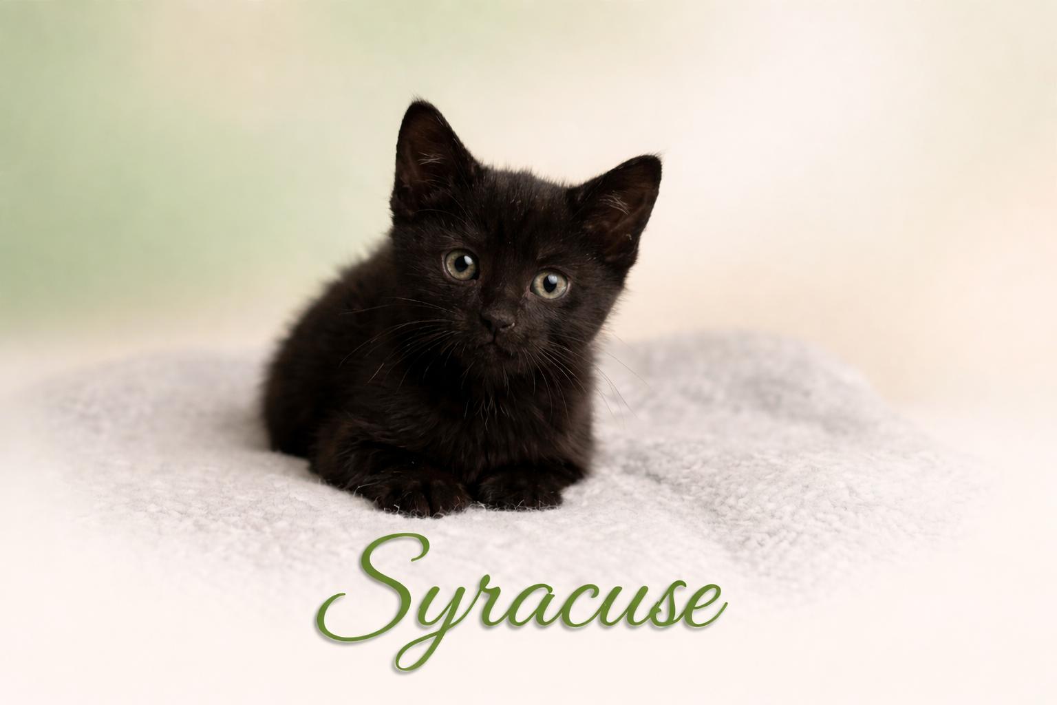 Syracuse, an adopted Domestic Short Hair in Houston, TX image 1/6
