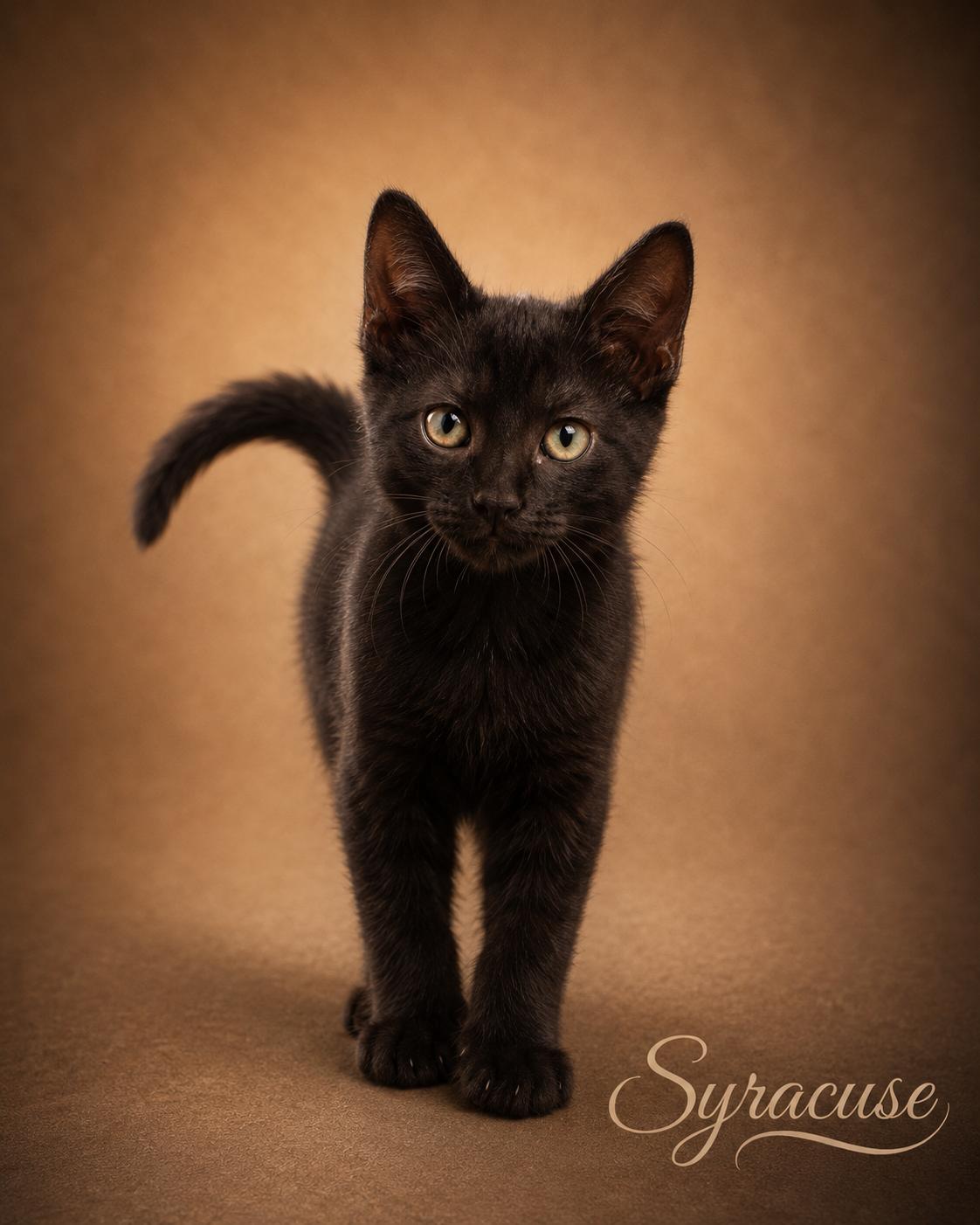 Syracuse, an adopted Domestic Short Hair in Houston, TX image 4/6