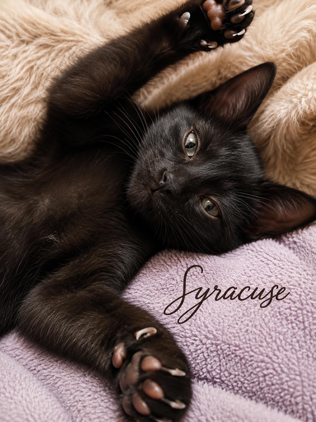 Syracuse, an adopted Domestic Short Hair in Houston, TX image 2/6