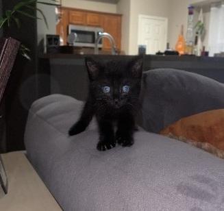 Syracuse, an adopted Domestic Short Hair in Houston, TX image 6/6