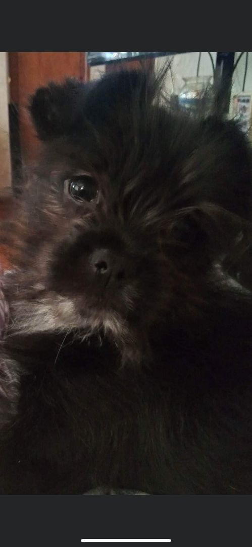 Belvedere , Adopted, Puppy Male Mixed Breed.