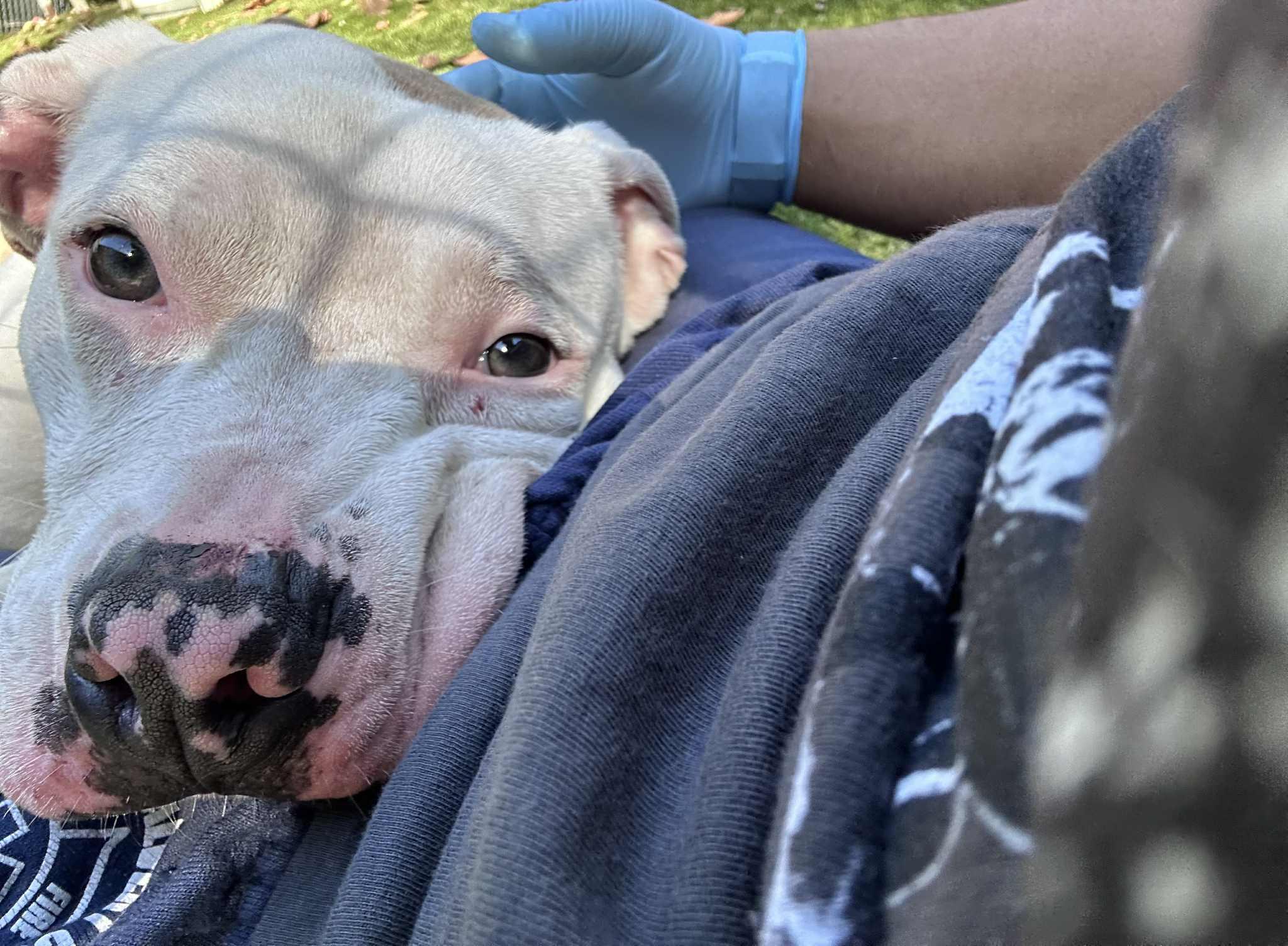 Frankie, a Adoptable American Staffordshire Terrier in Sunderland, MD image 3/6