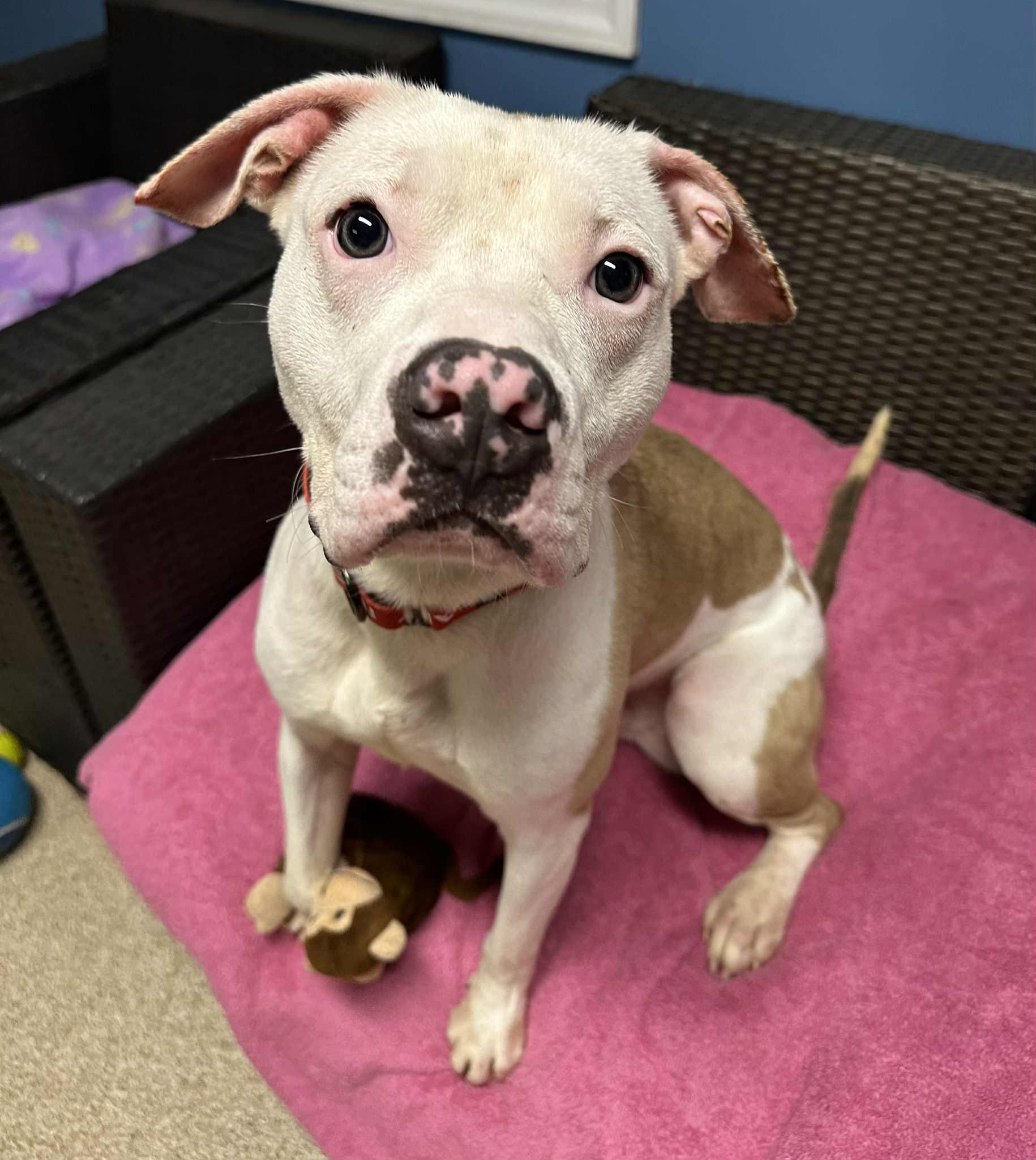 Frankie, a Adoptable American Staffordshire Terrier in Sunderland, MD image 1/6