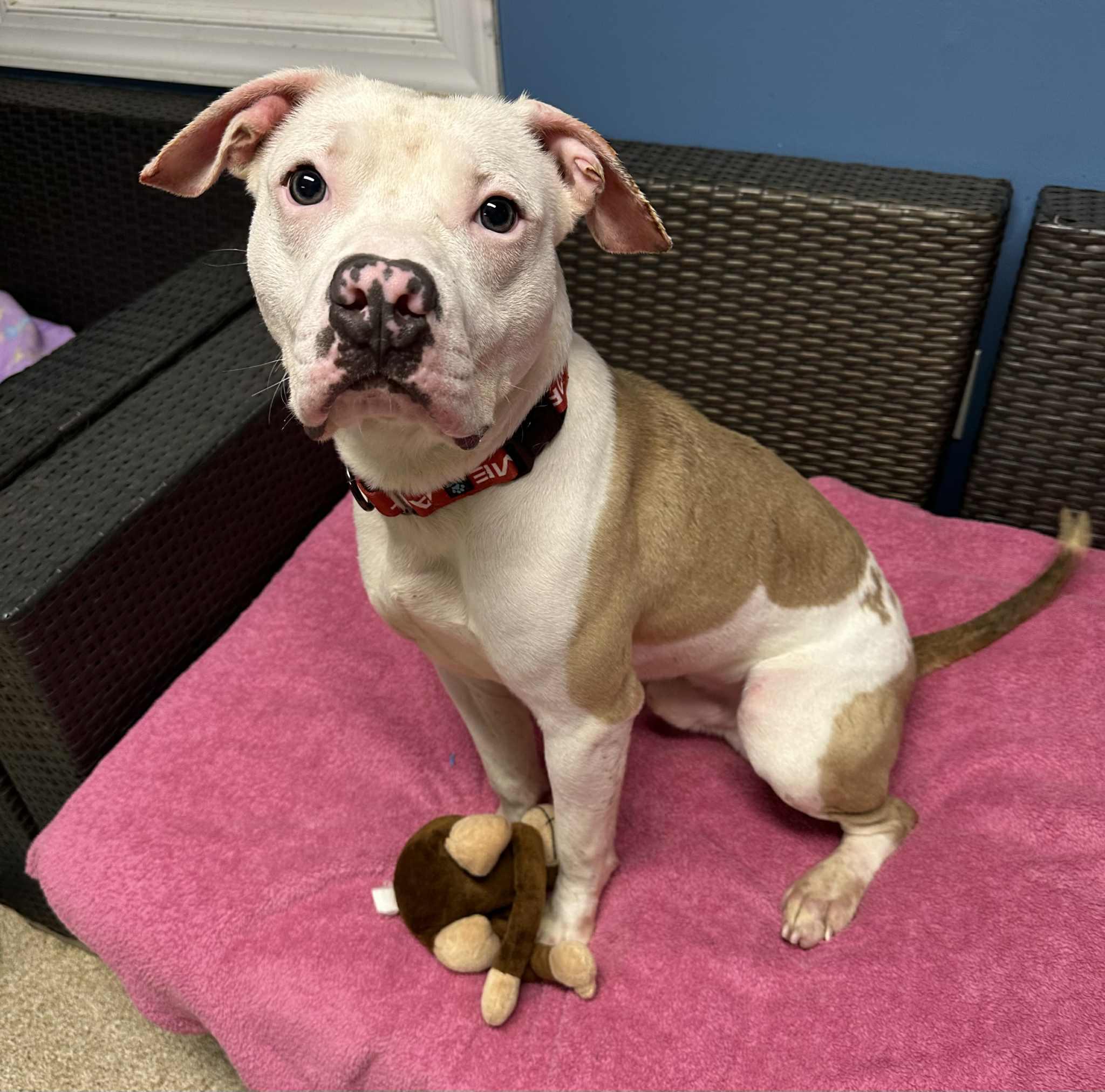 Frankie, a Adoptable American Staffordshire Terrier in Sunderland, MD image 5/6