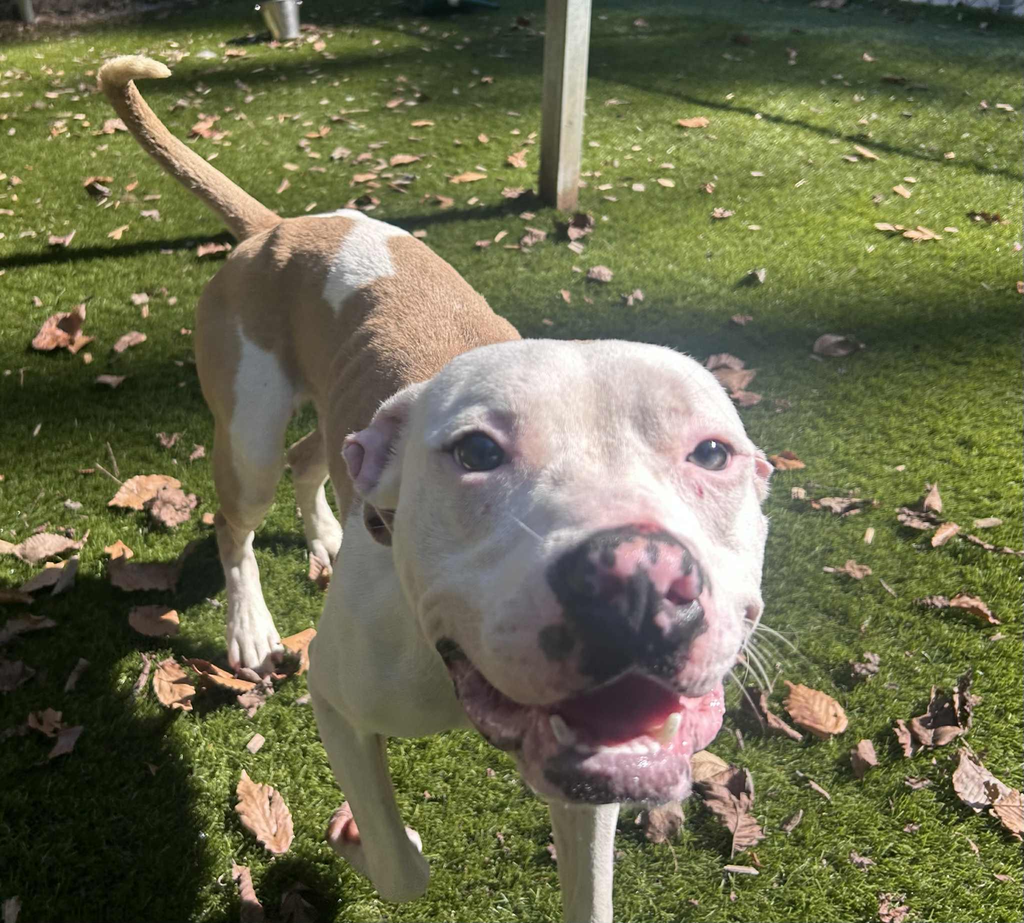 Frankie, a Adoptable American Staffordshire Terrier in Sunderland, MD image 2/6