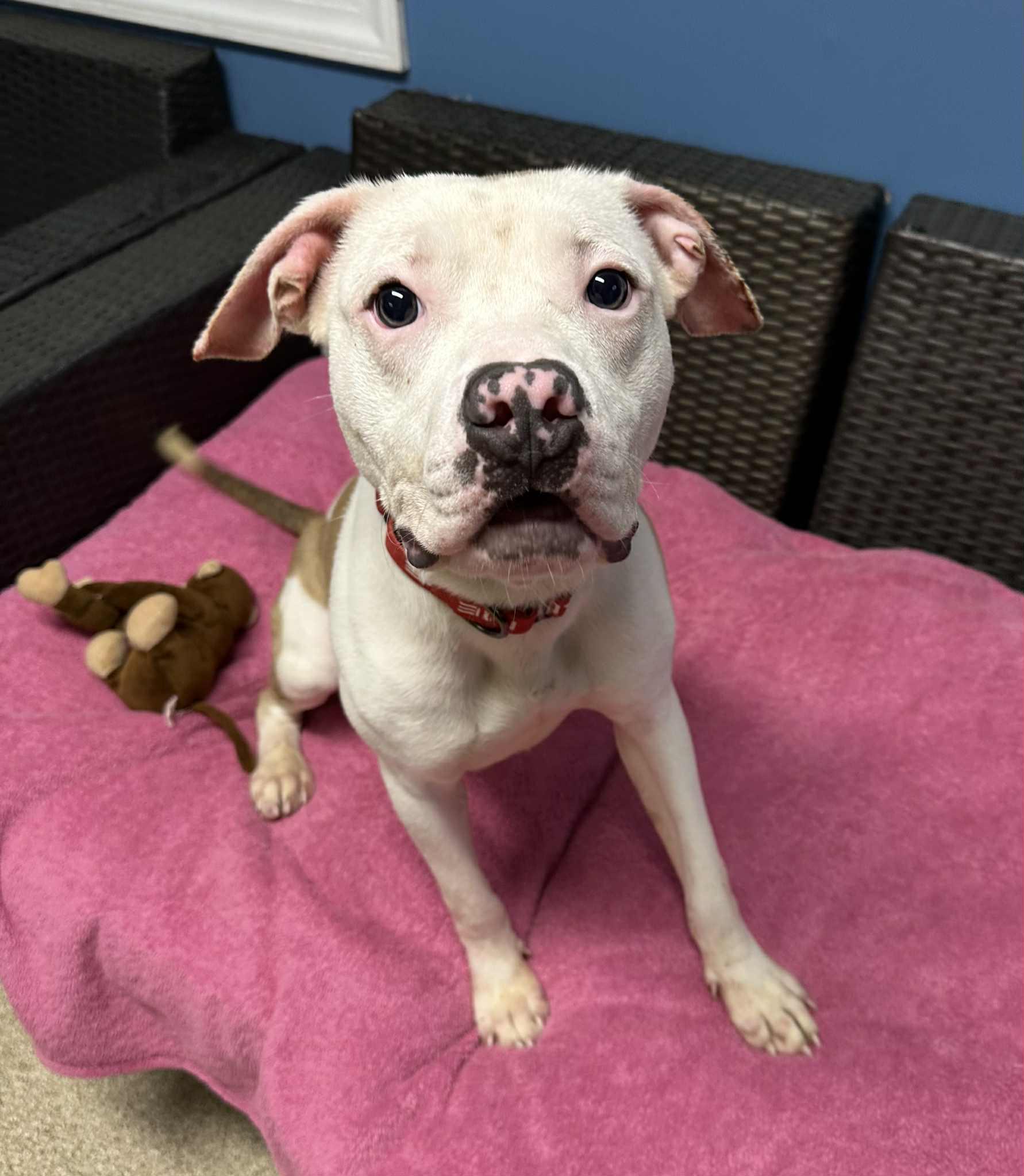 Frankie, a Adoptable American Staffordshire Terrier in Sunderland, MD image 6/6