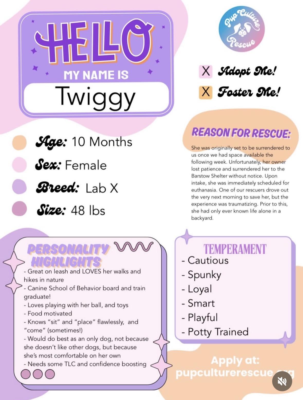 Enlarge Twiggy, a ADOPTABLE mixed breed in Pasadena, CA image 2/4