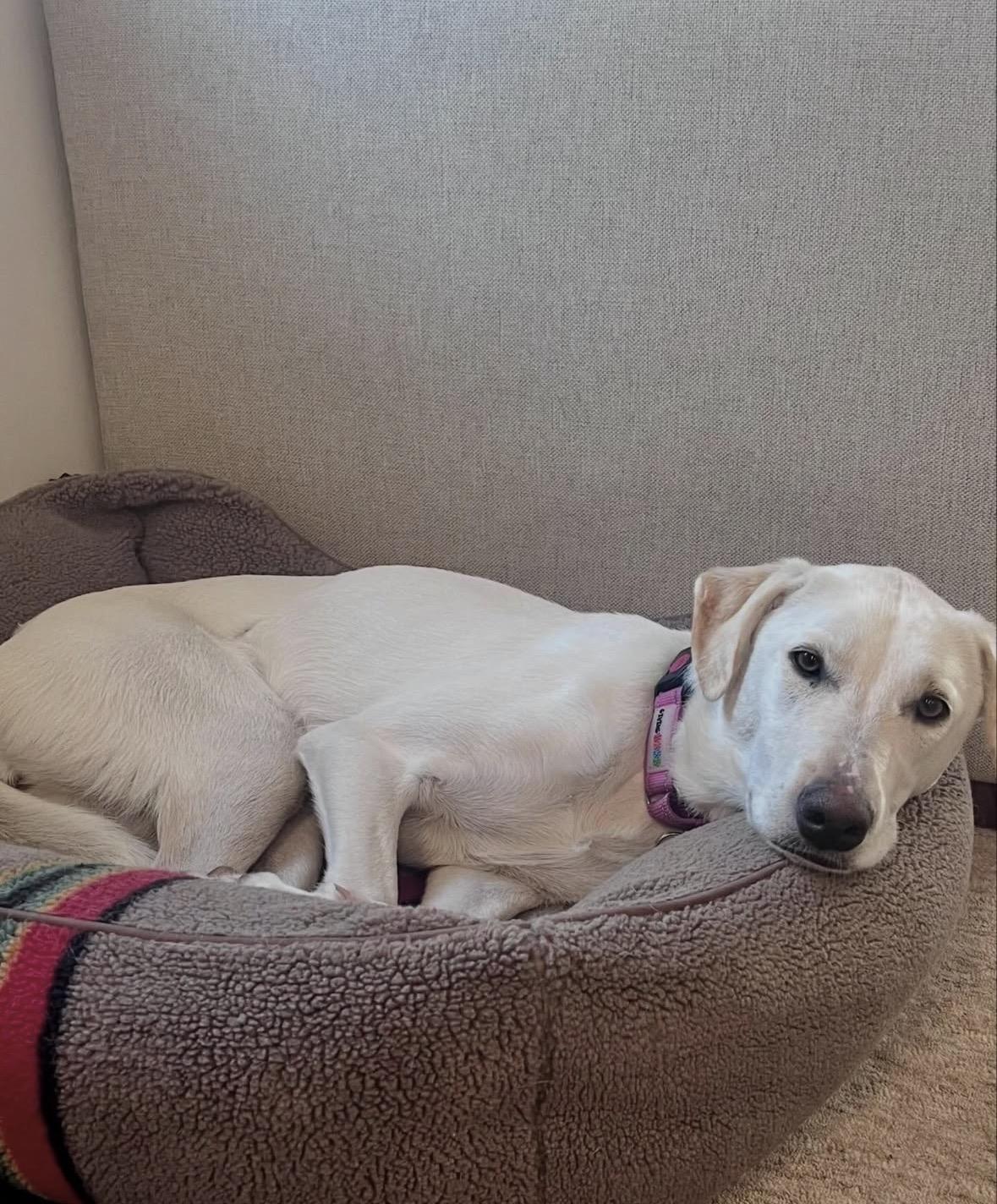 Enlarge Twiggy, a ADOPTABLE mixed breed in Pasadena, CA image 4/4