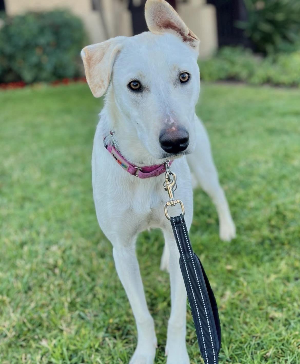 Enlarge Twiggy, a ADOPTABLE mixed breed in Pasadena, CA image 1/4