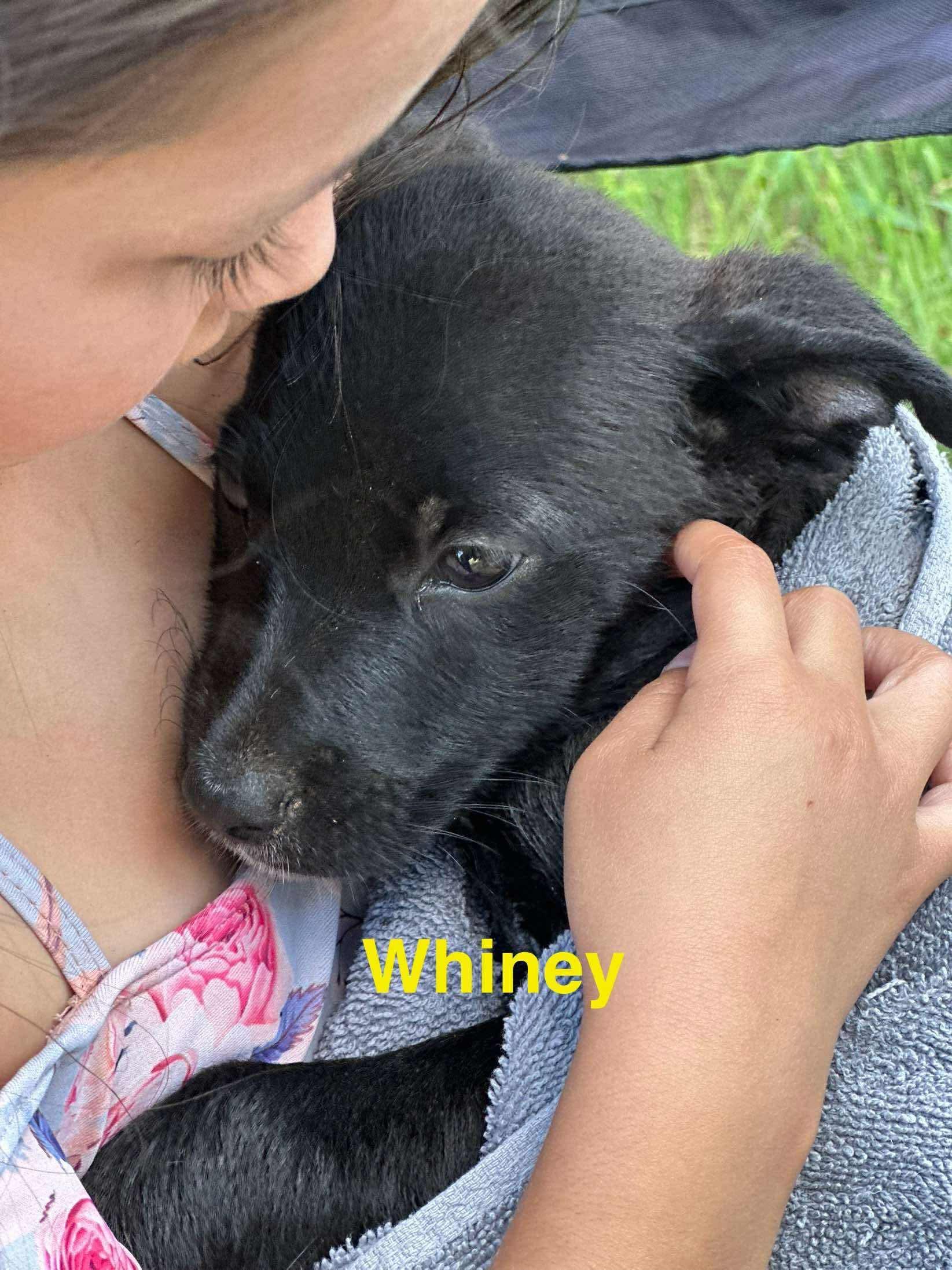 Timmy, Baby Male Black Labrador Retriever