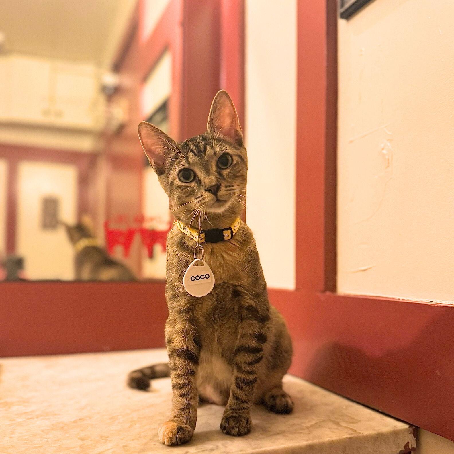 Coco, Adoptable, Young Female Domestic Short Hair.