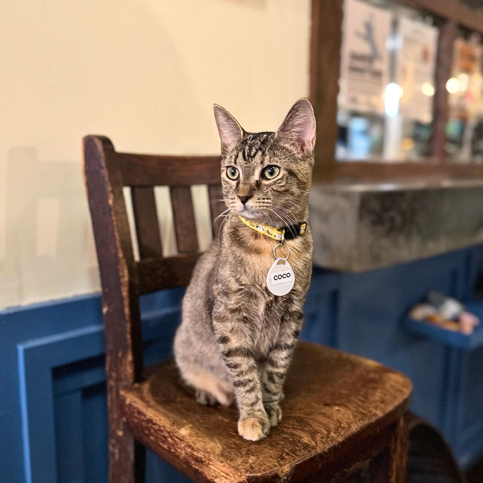 Enlarge Coco, a Adoptable Domestic Short Hair in Brooklyn, NY image 2/3