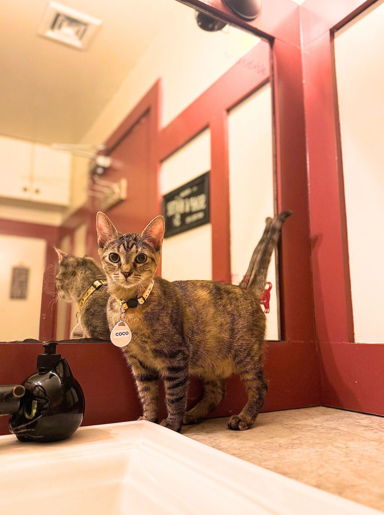 Enlarge Coco, a Adoptable Domestic Short Hair in Brooklyn, NY image 3/3