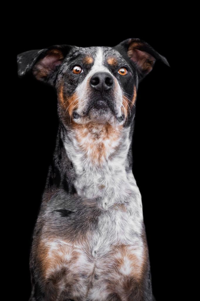 Enlarge Cooper, a Adoptable mixed breed in Hardeeville, SC image 3/3