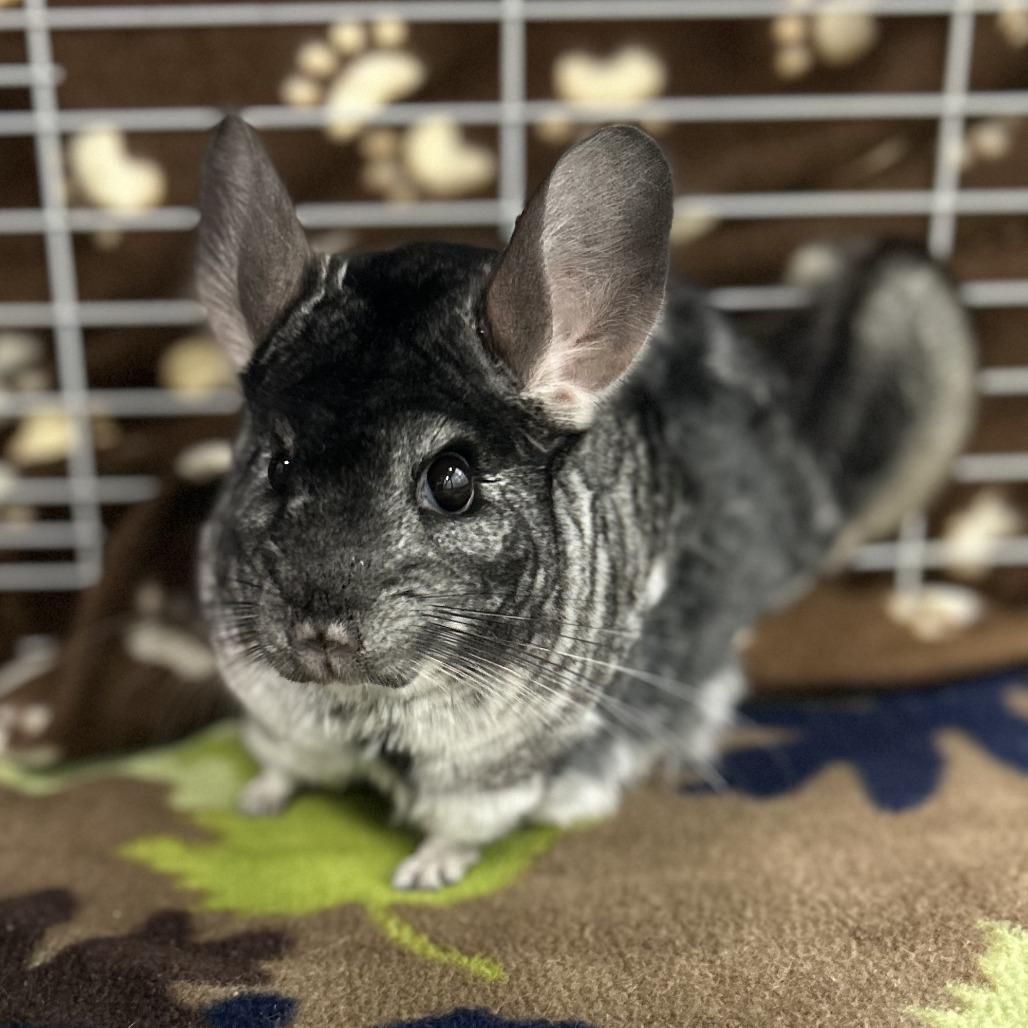 Mauna Loa, Adoptable, Adult Female Chinchilla.