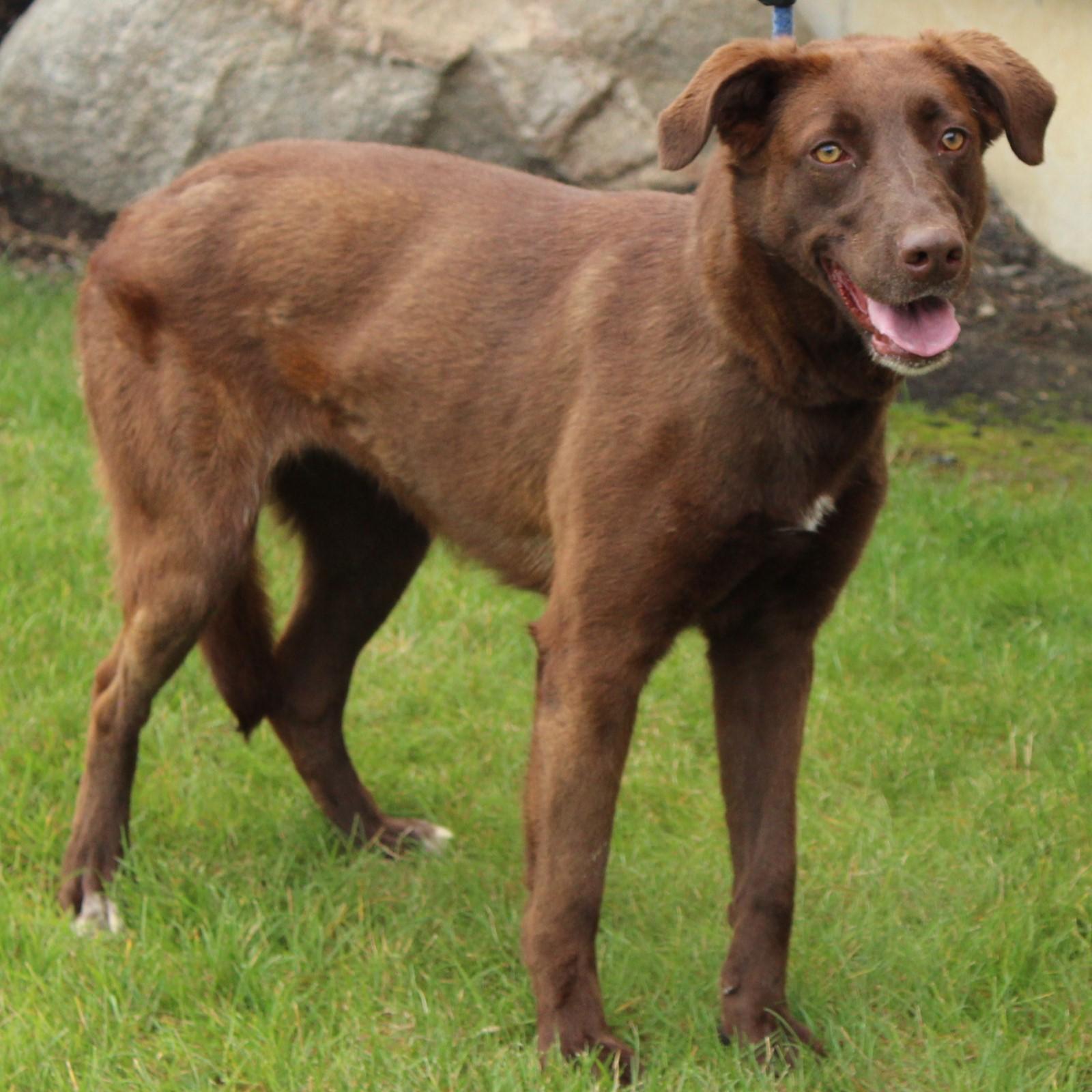Enlarge Sissy, a Adoptable mixed breed in Eaton, OH image 2/6