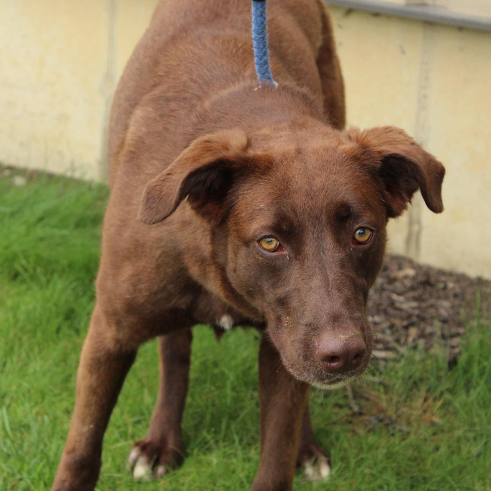 Enlarge Sissy, a Adoptable mixed breed in Eaton, OH image 4/6