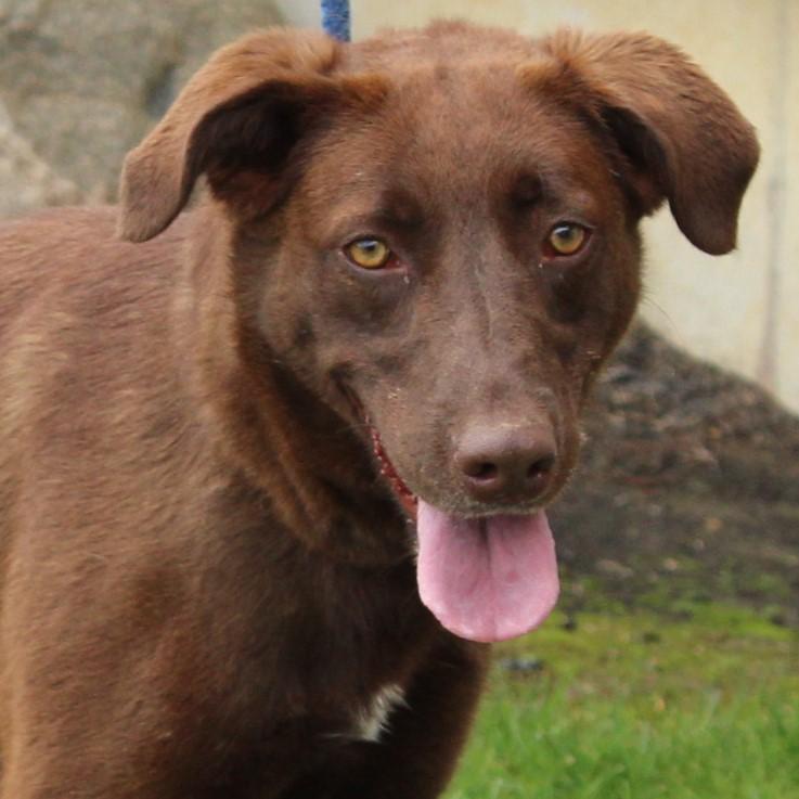 Sissy, Adoptable, Adult Female Chocolate Labrador Retriever.