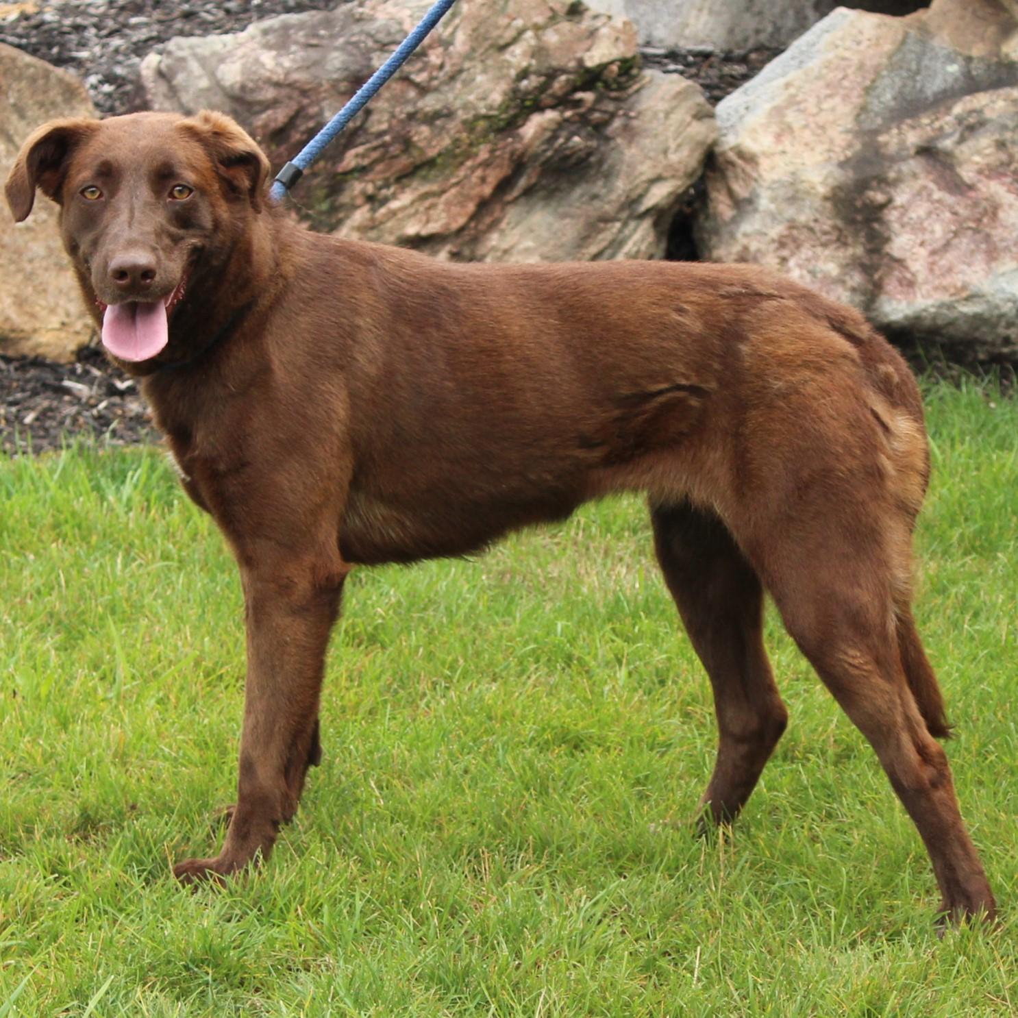 Enlarge Sissy, a Adoptable mixed breed in Eaton, OH image 5/6