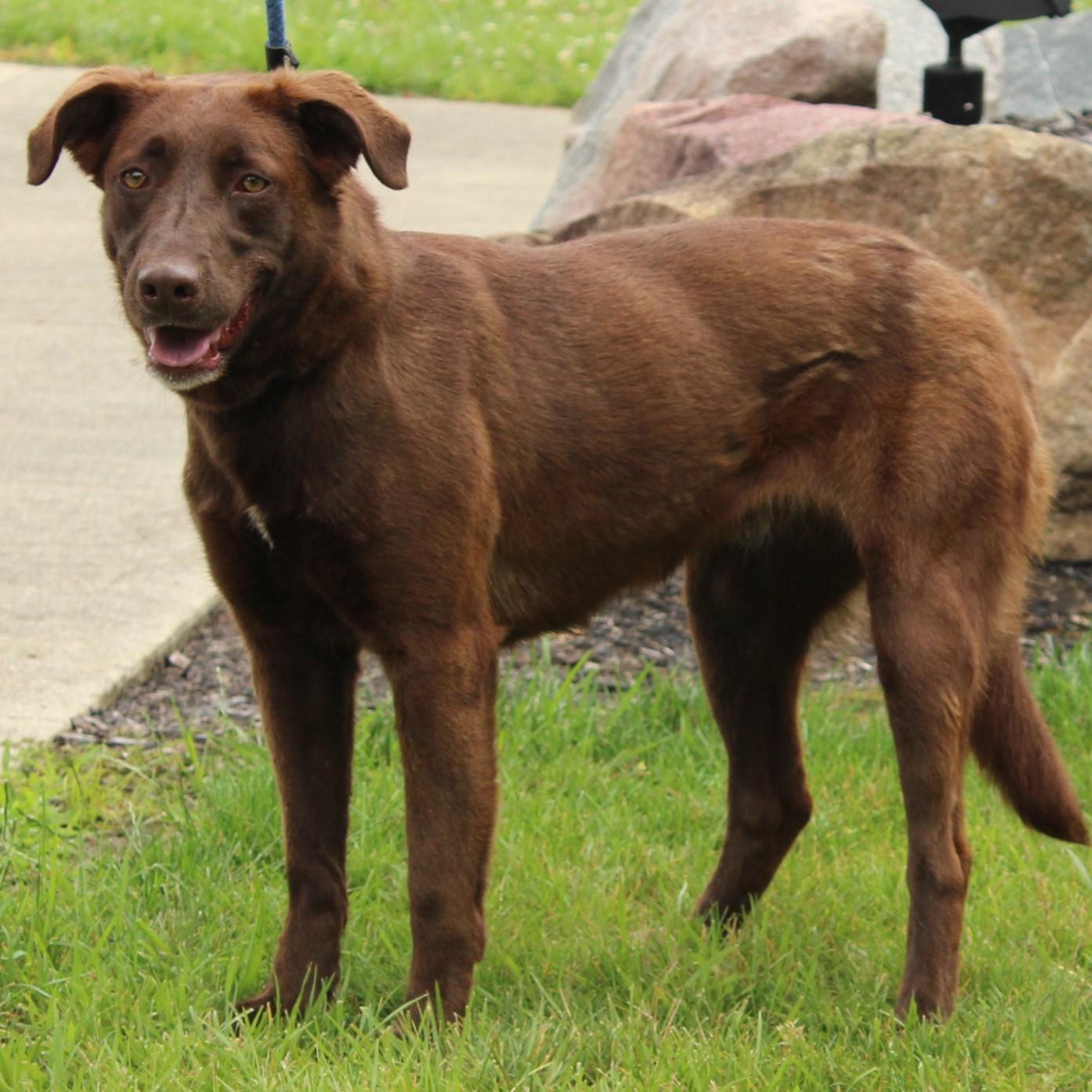 Enlarge Sissy, a Adoptable mixed breed in Eaton, OH image 3/6