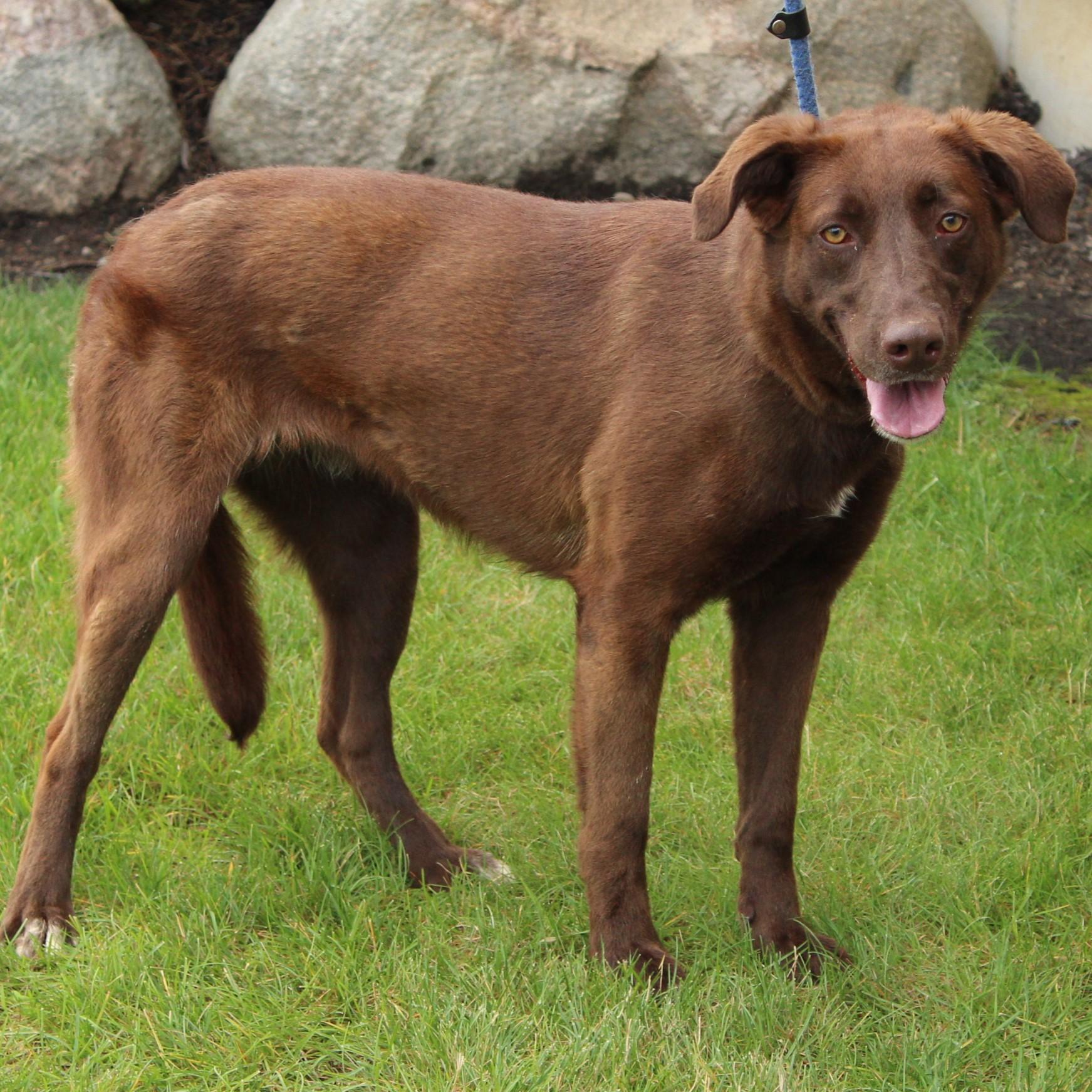 Enlarge Sissy, a Adoptable mixed breed in Eaton, OH image 6/6