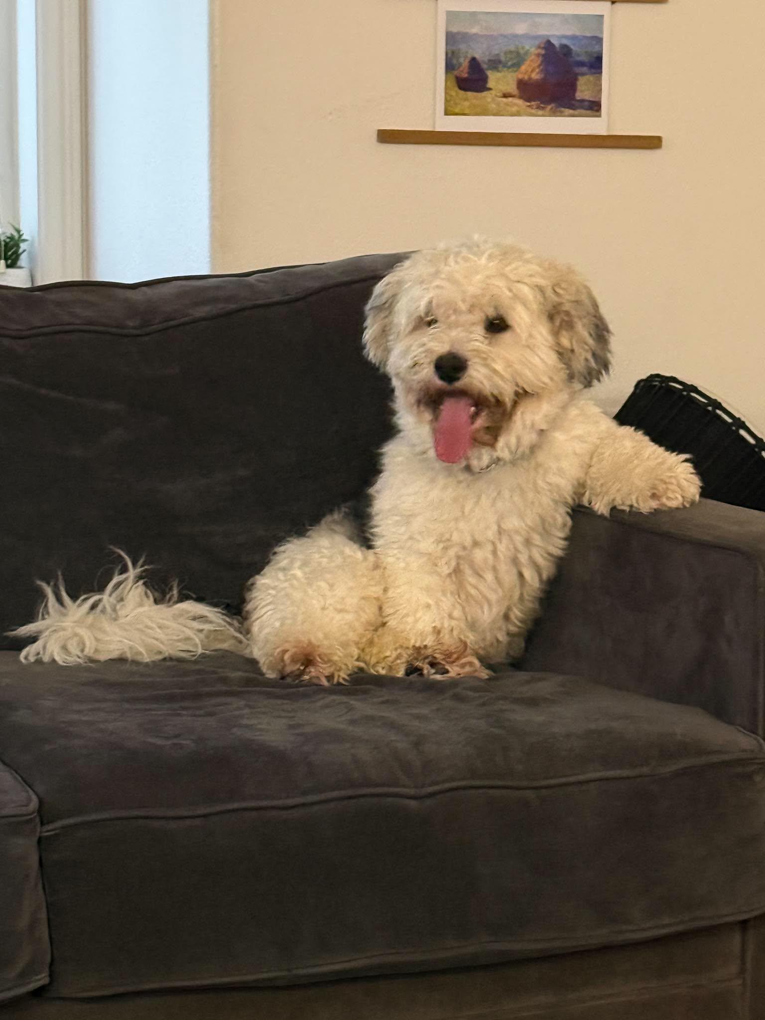 Rocco, Adoptable, Adult Male Havanese.