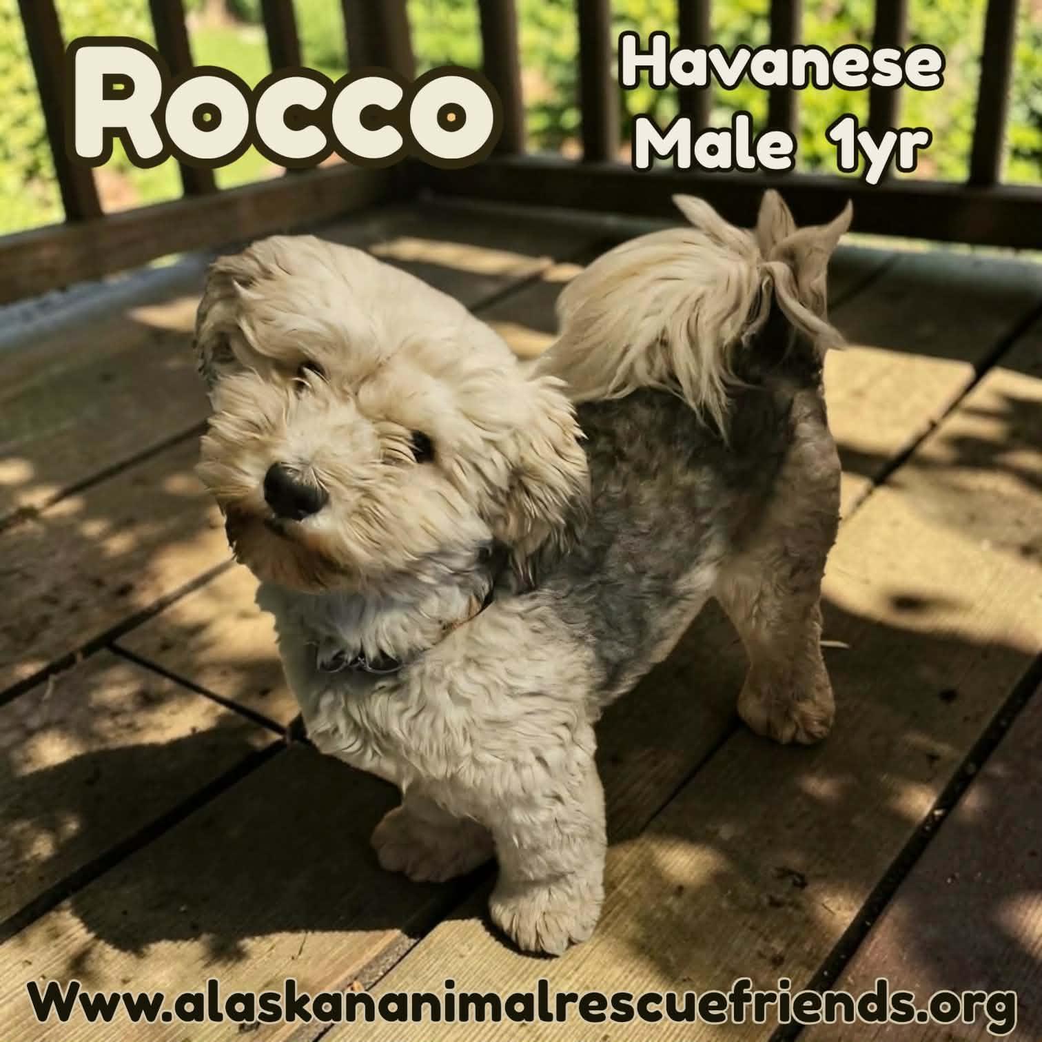 Enlarge Rocco, a Adoptable Havanese in Anchorage, AK image 2/2