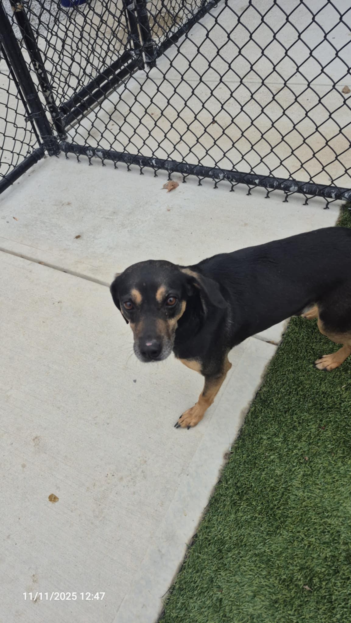 Rudy, Adoptable, Adult Male Miniature Pinscher.