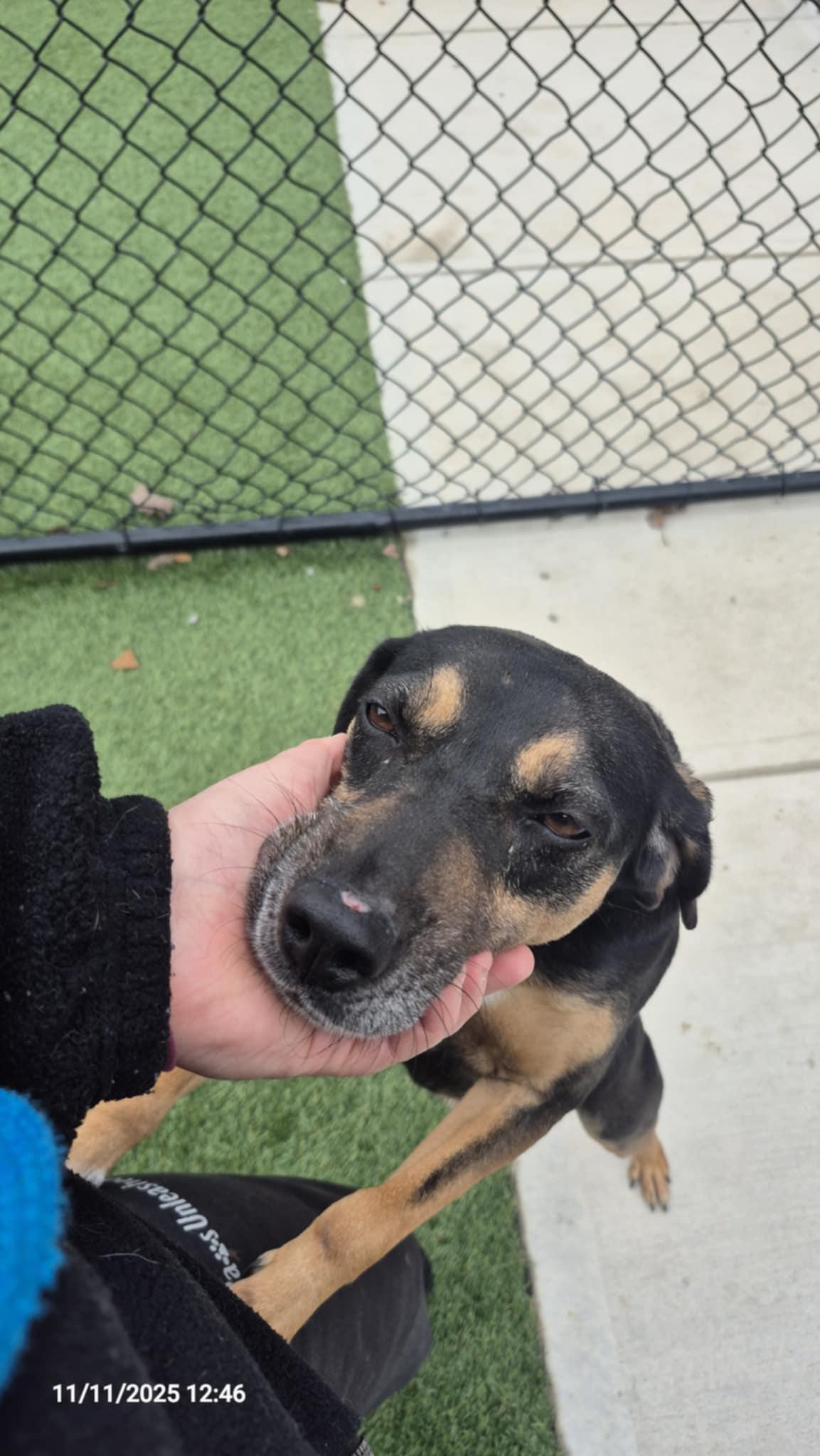 Enlarge Rudy, a Adoptable mixed breed in Richmond, KY image 2/6