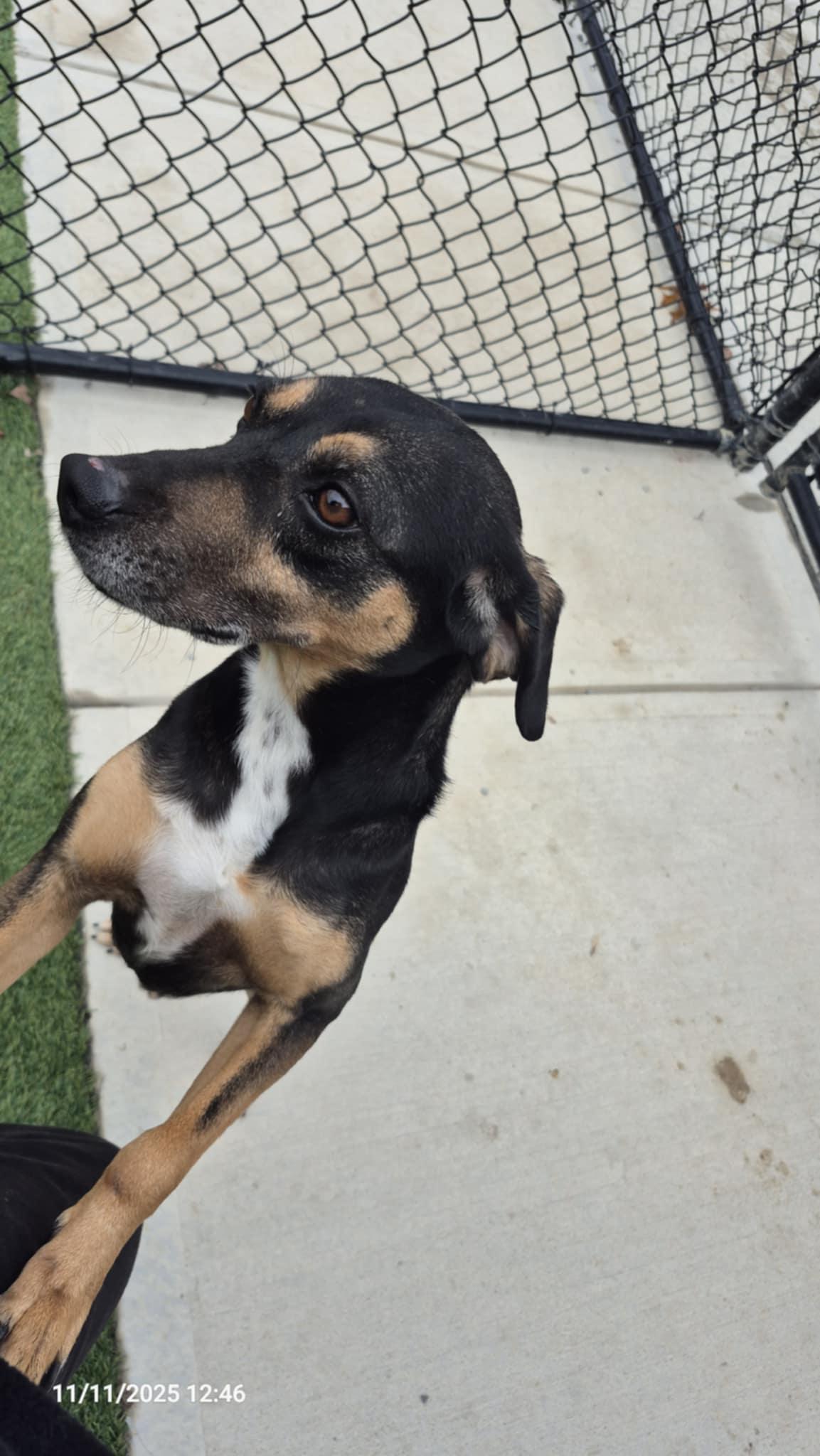 Enlarge Rudy, a Adoptable mixed breed in Richmond, KY image 3/6