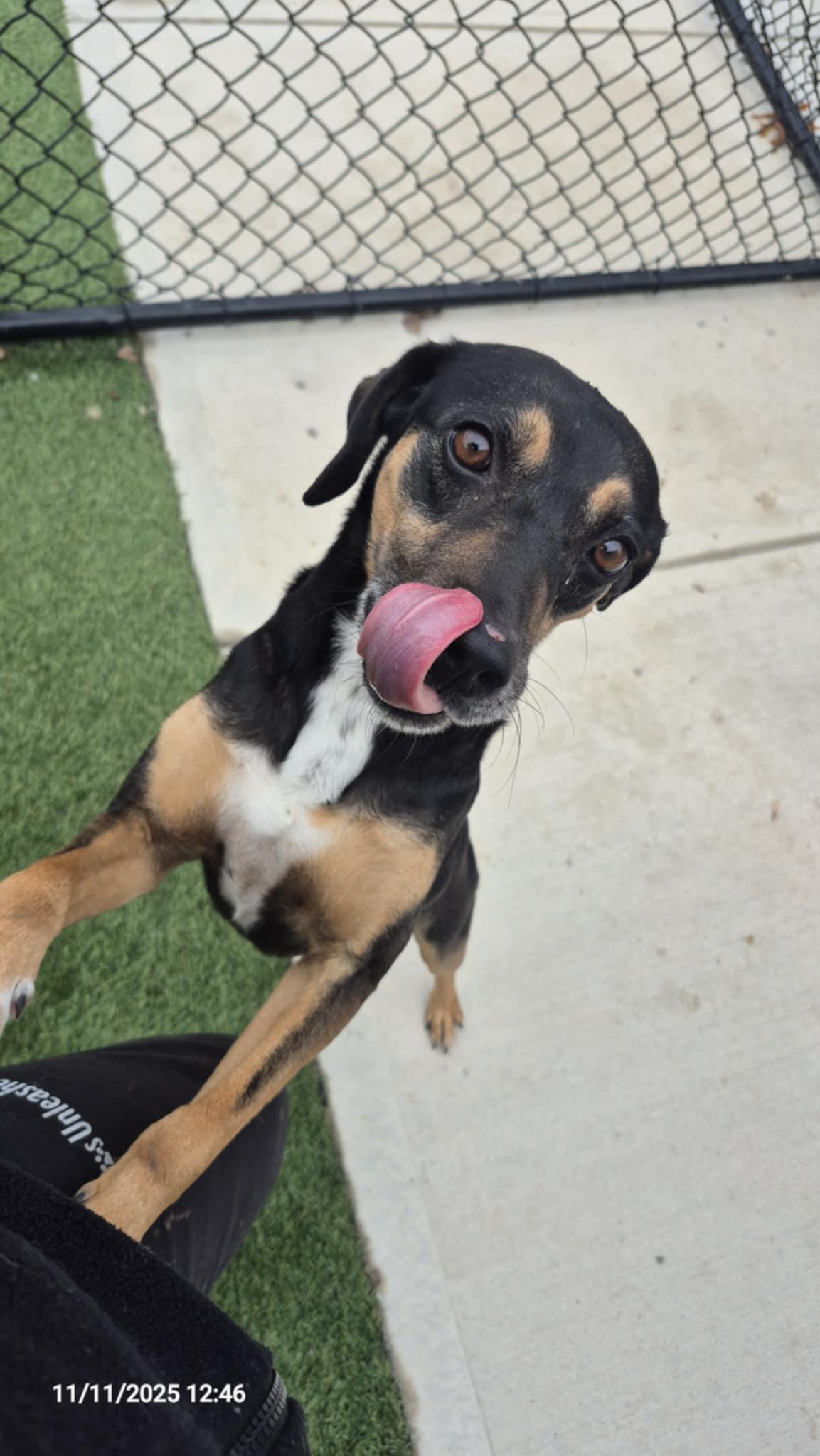 Enlarge Rudy, a Adoptable mixed breed in Richmond, KY image 4/6