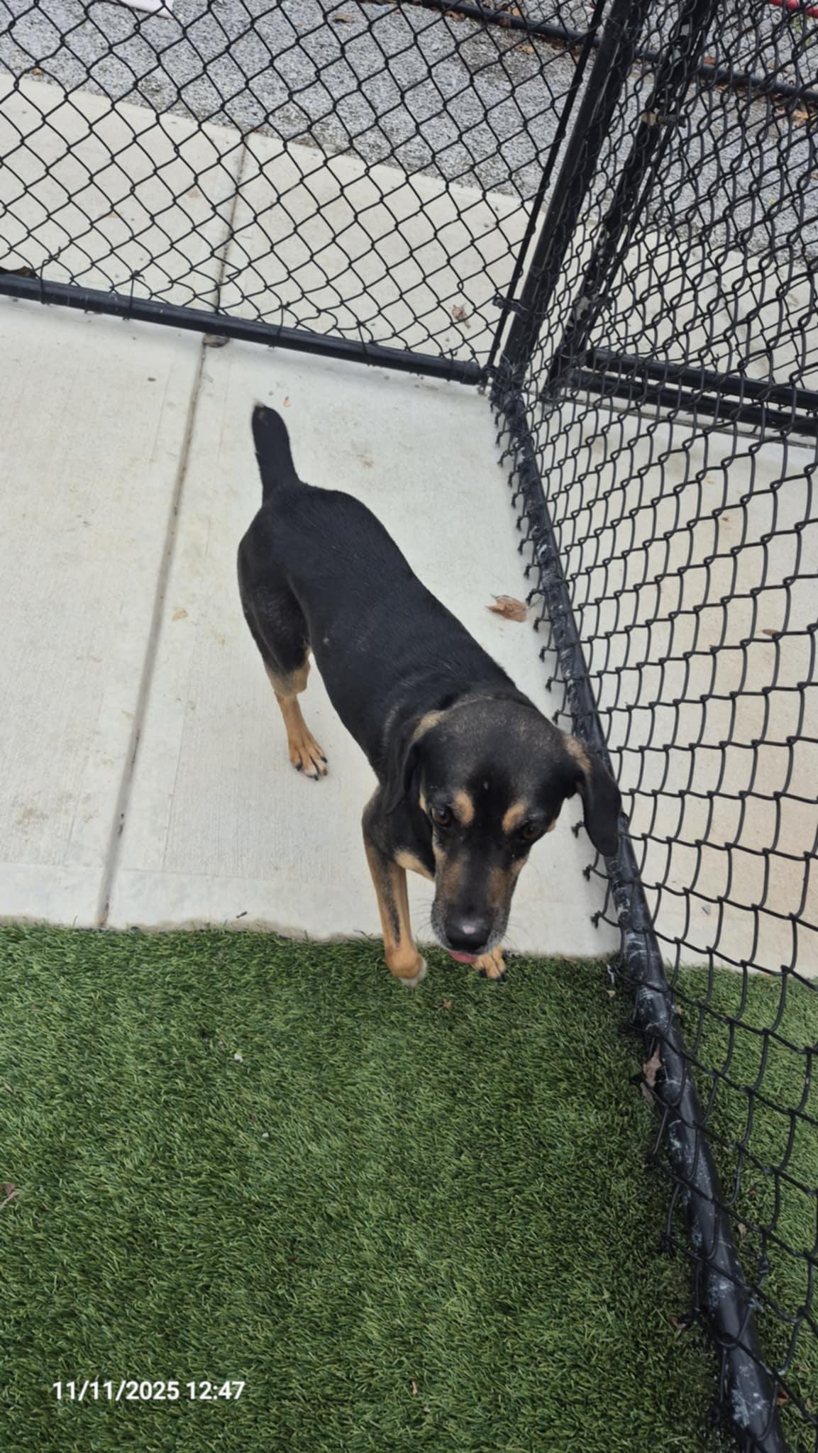 Enlarge Rudy, a Adoptable mixed breed in Richmond, KY image 5/6