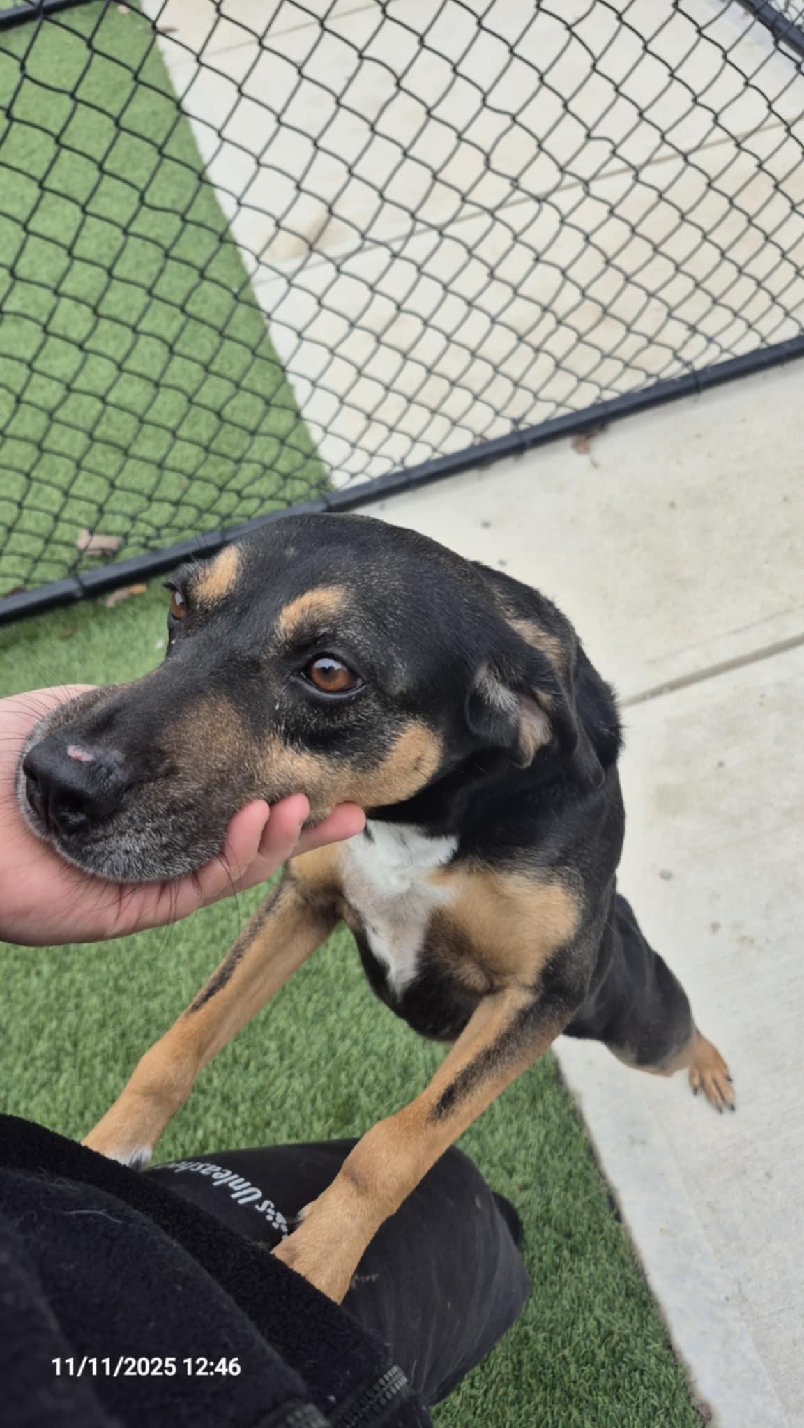 Enlarge Rudy, a Adoptable mixed breed in Richmond, KY image 6/6